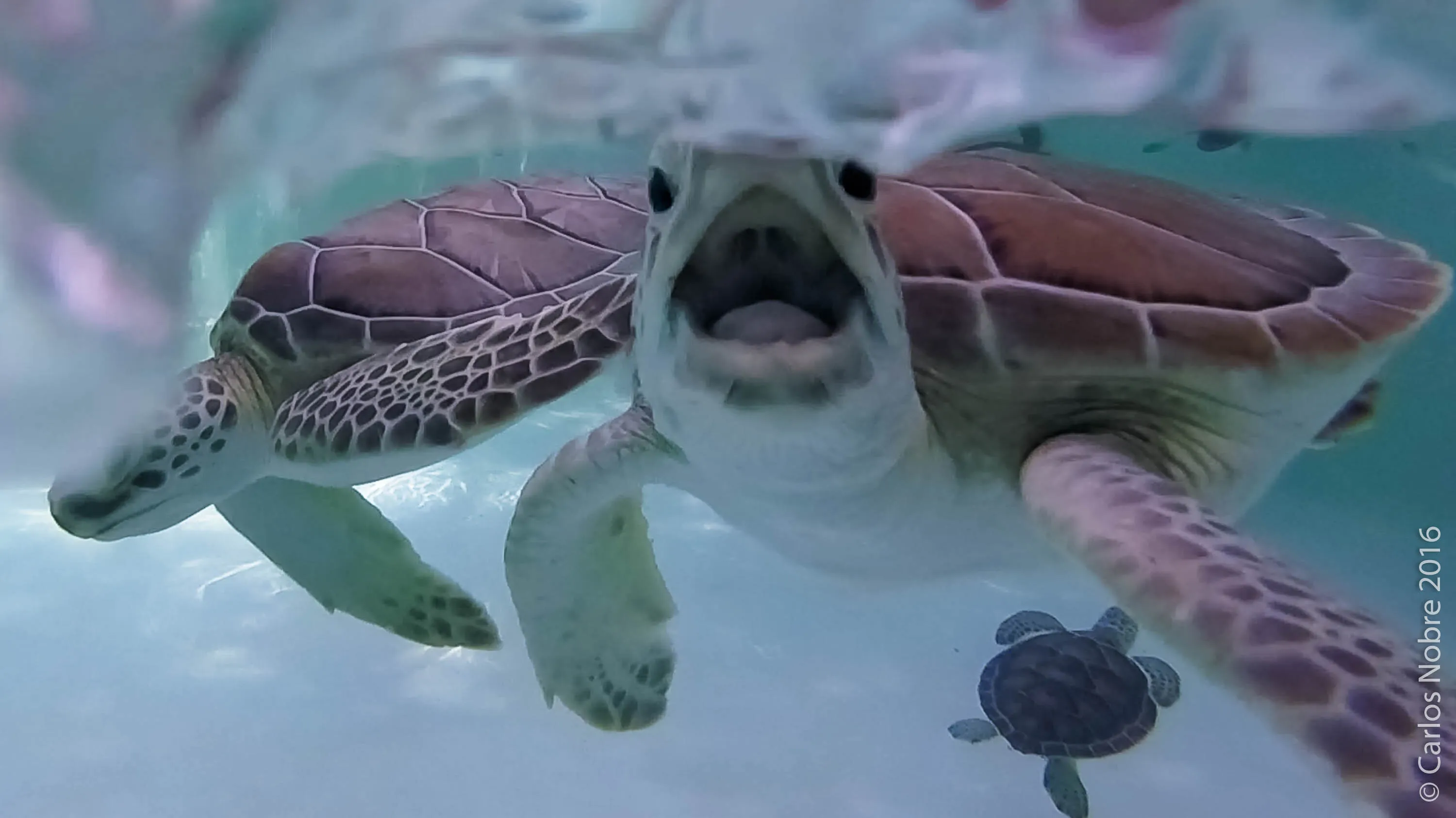 Baby Turtle