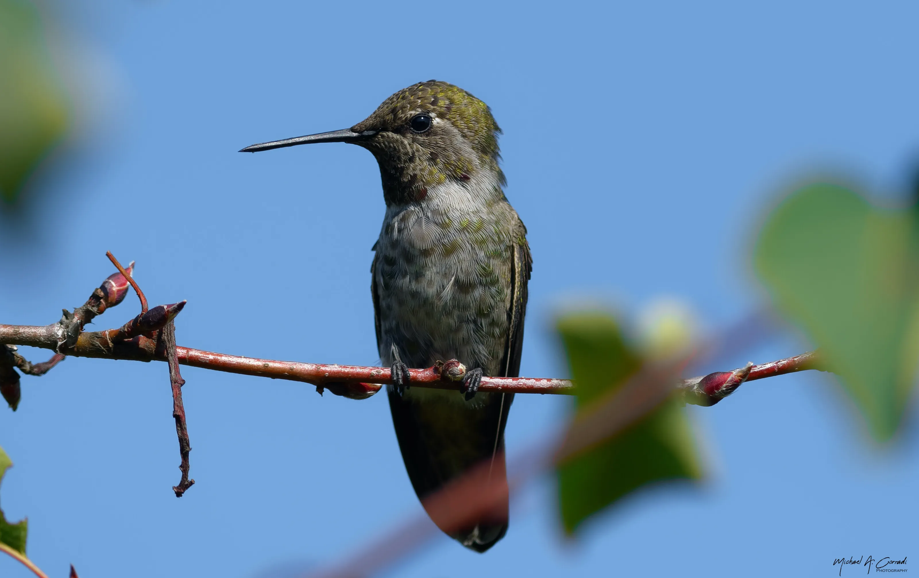 Local Hummingbird