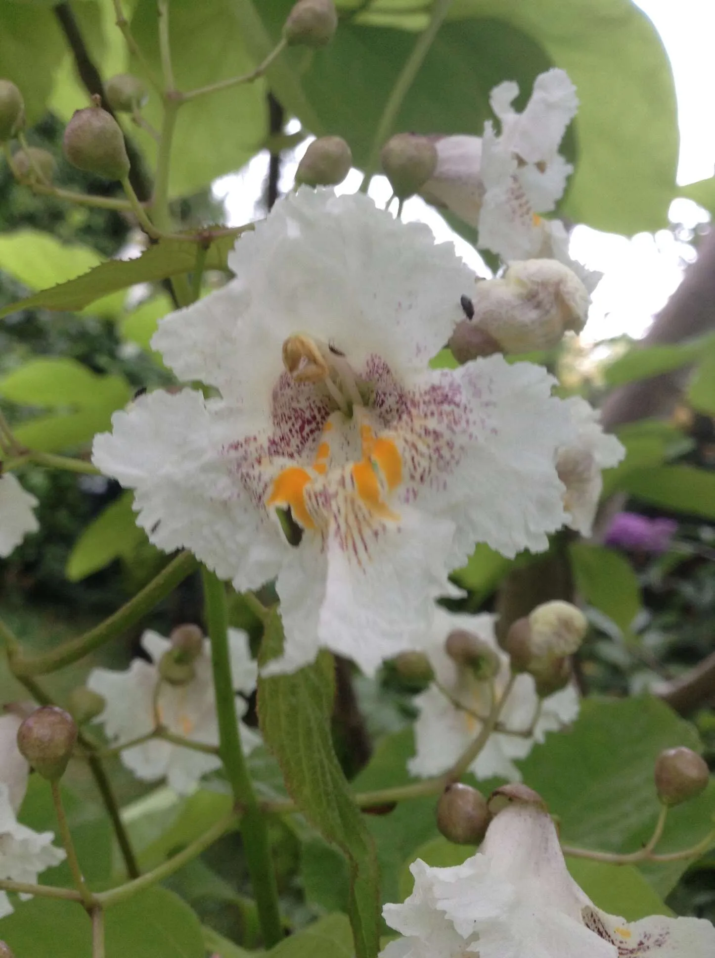 The Indian Bean Tree Blossom