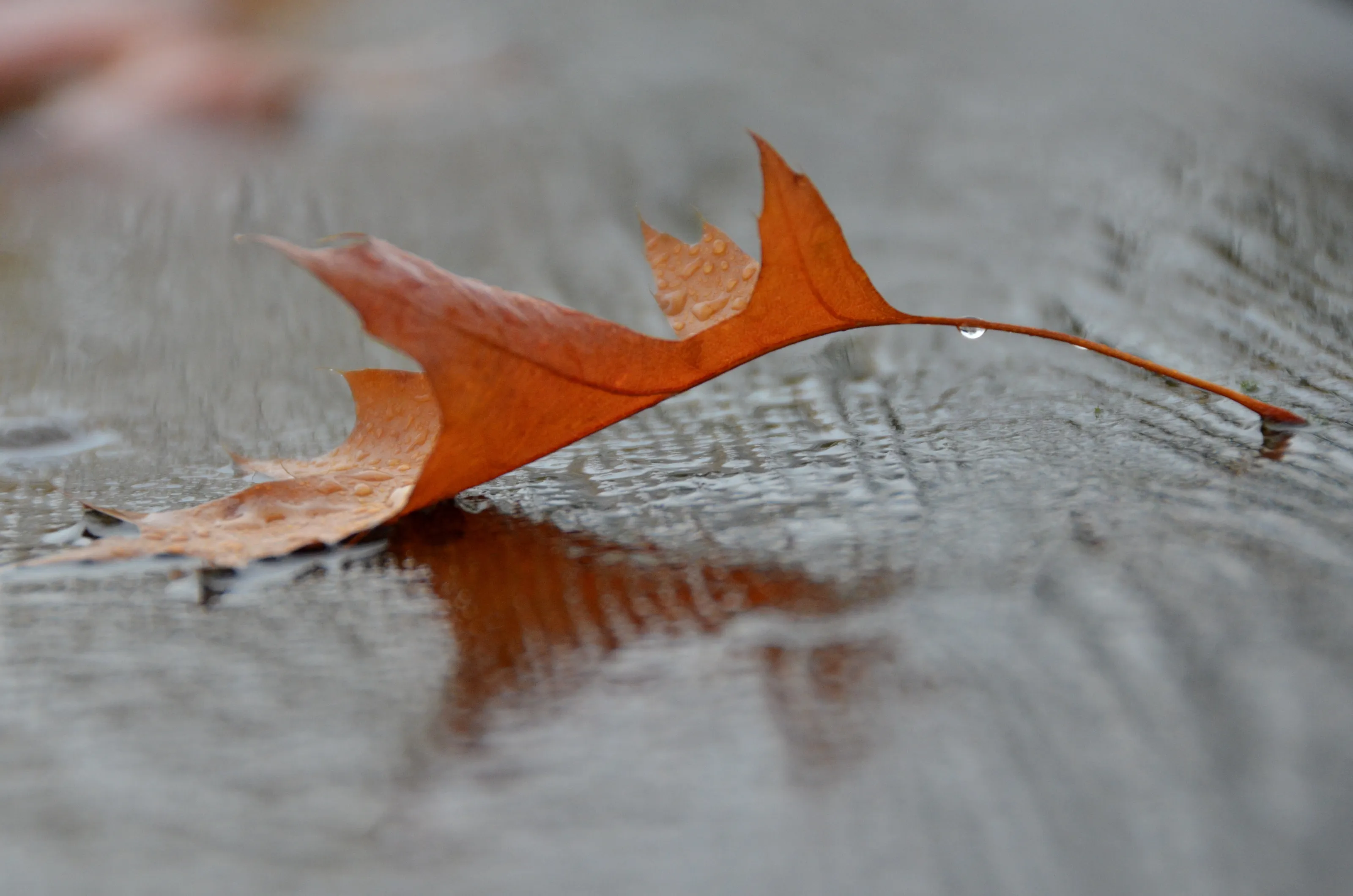 Arched Leaf