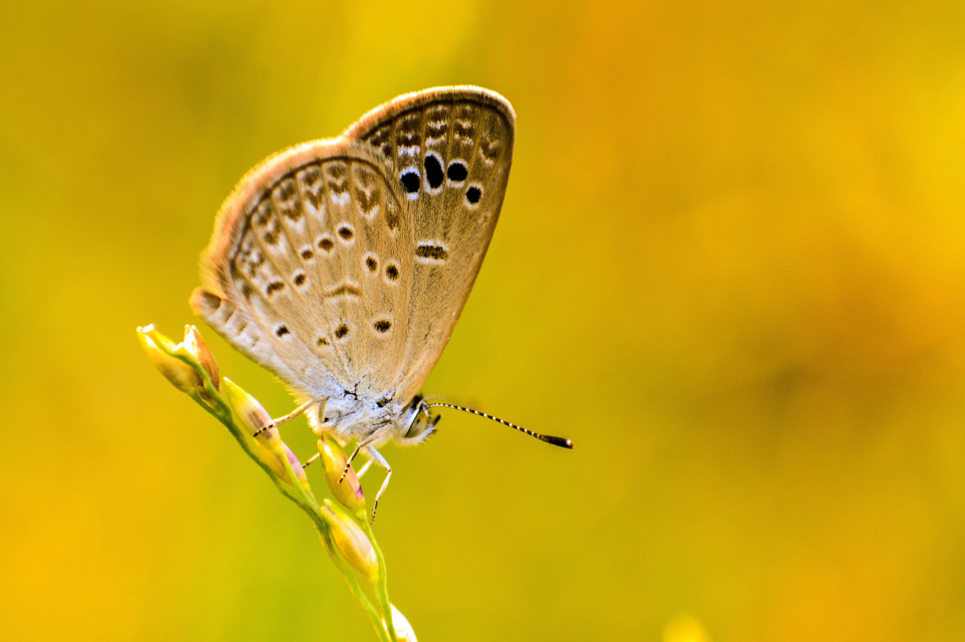 love butterflies