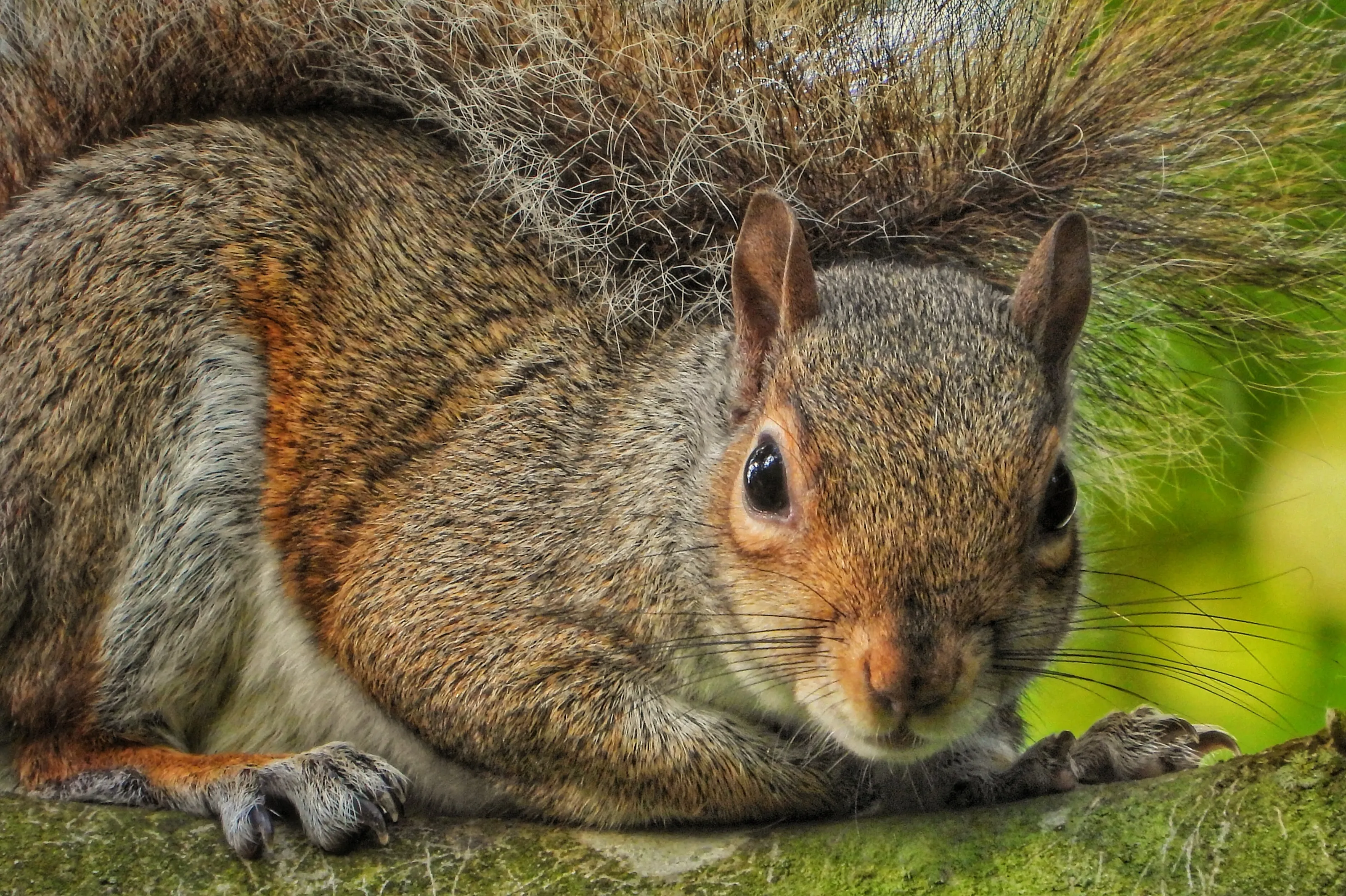 Squirrel