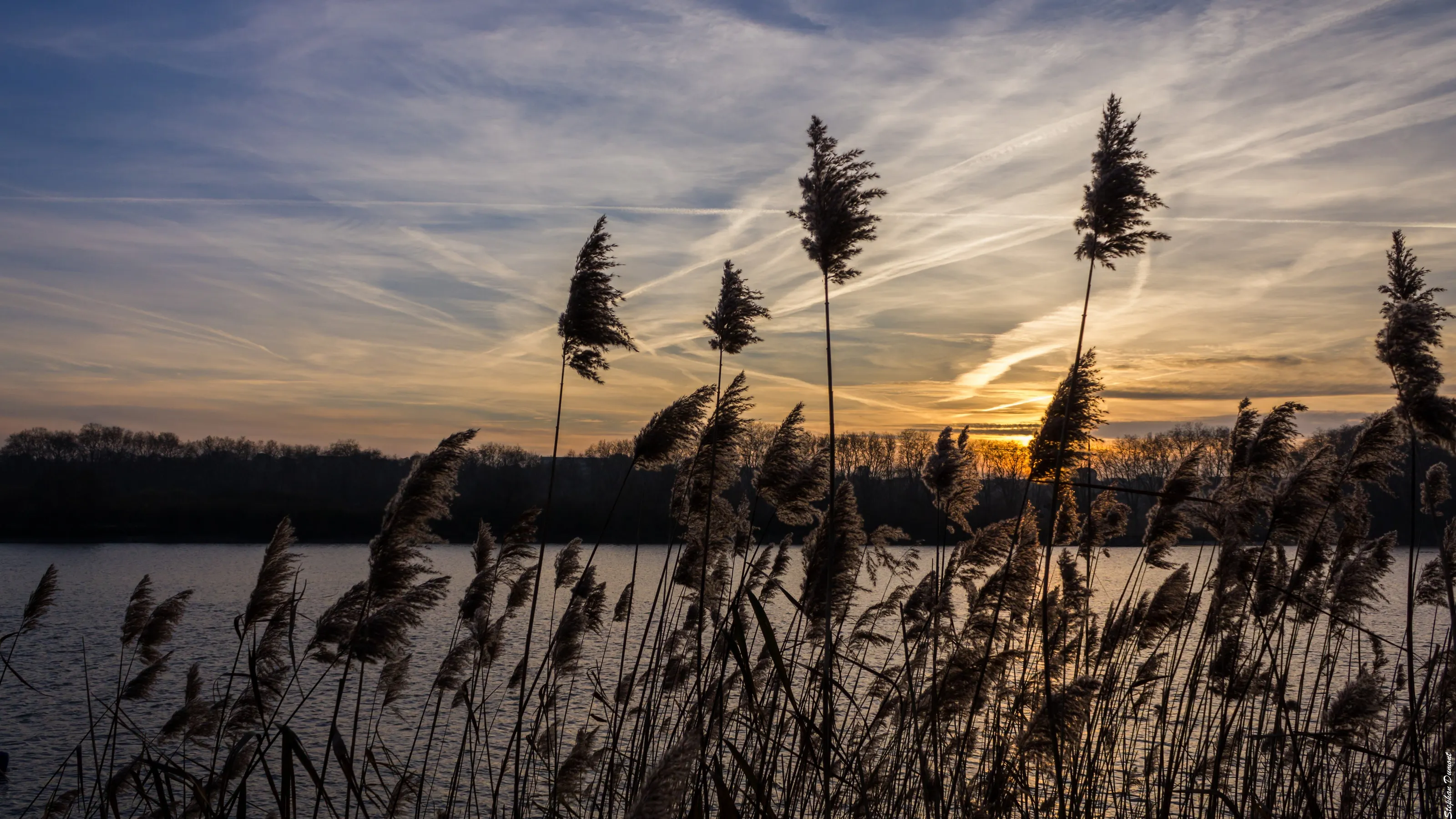 reeds on sunset