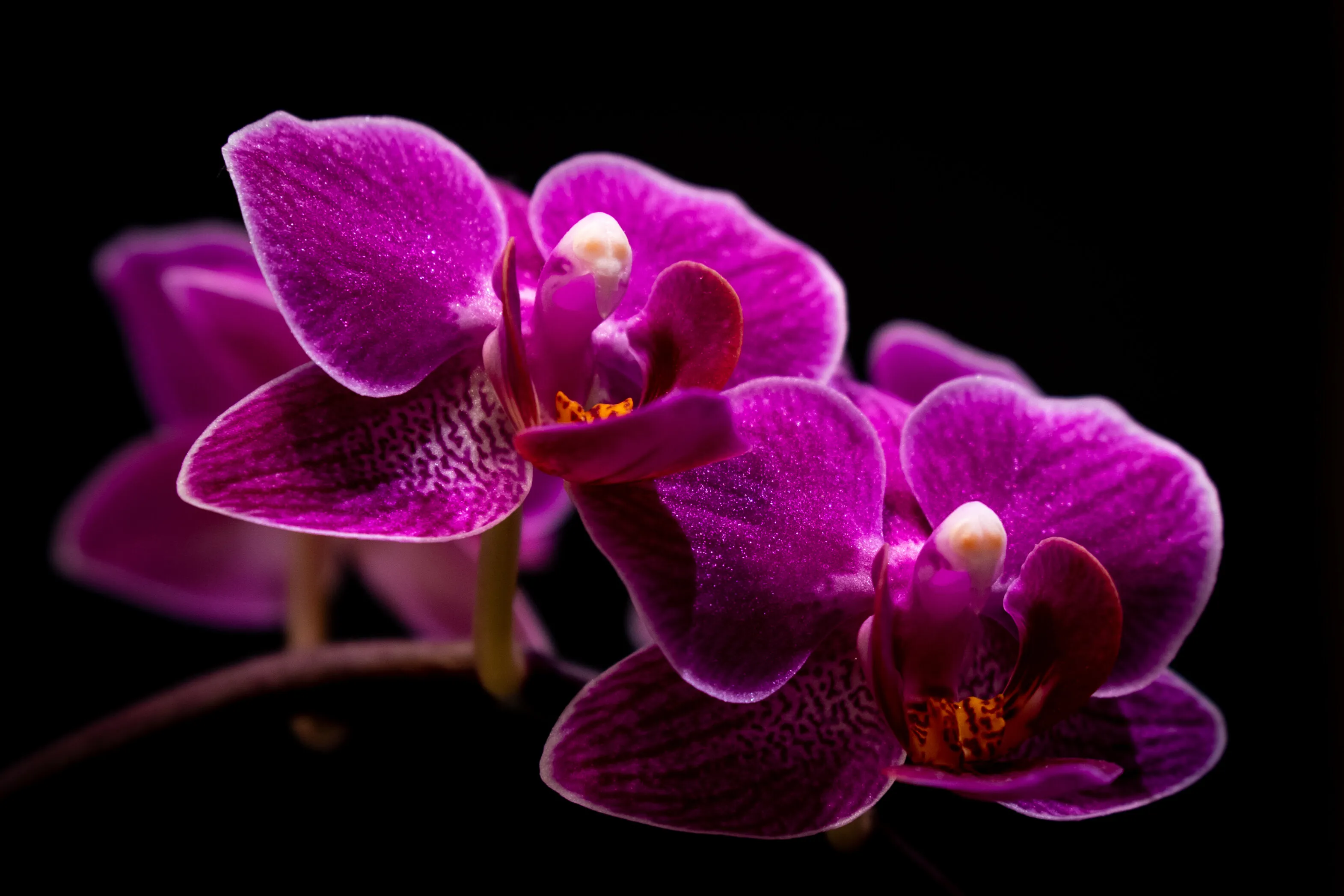 Orchid