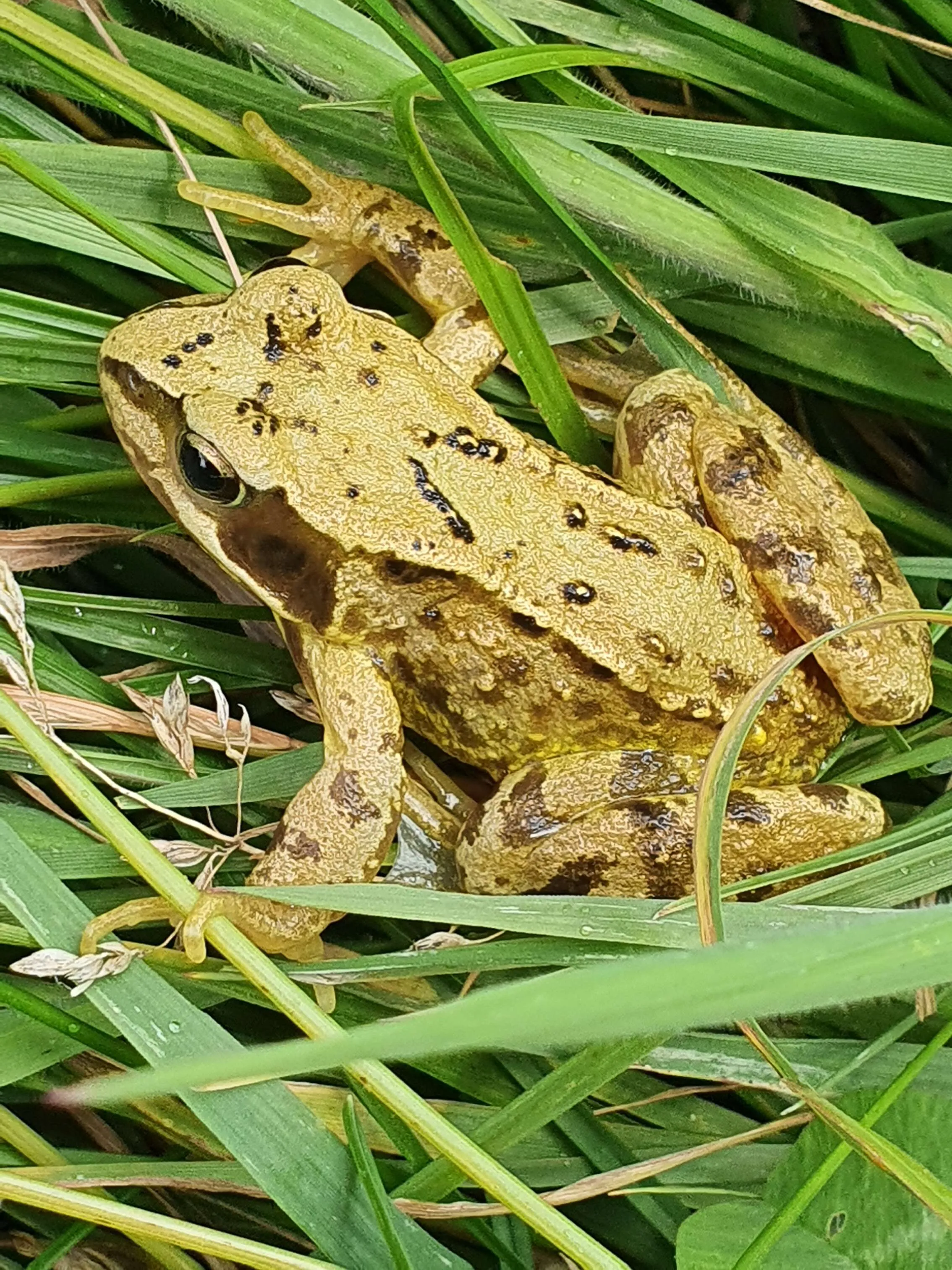 Frog