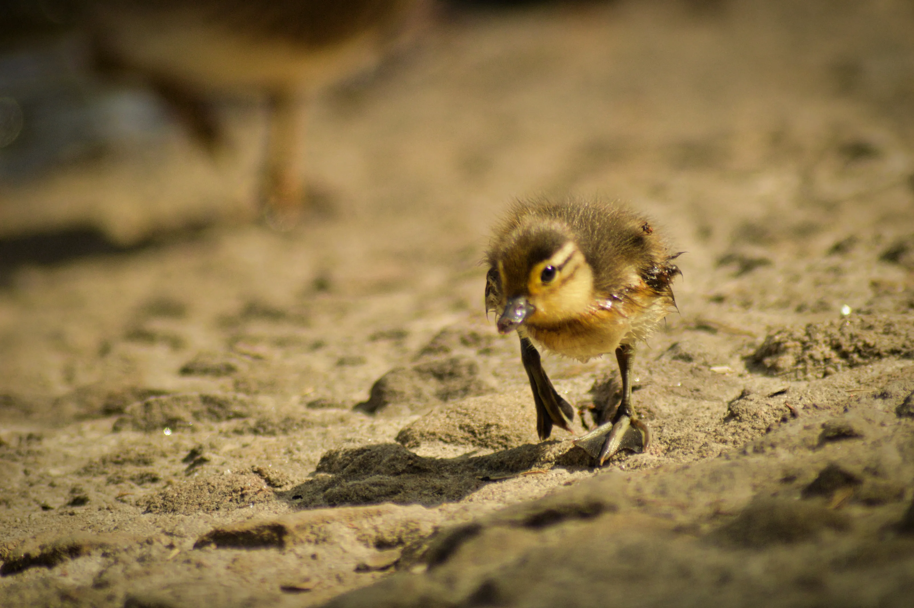 Baby Duckling