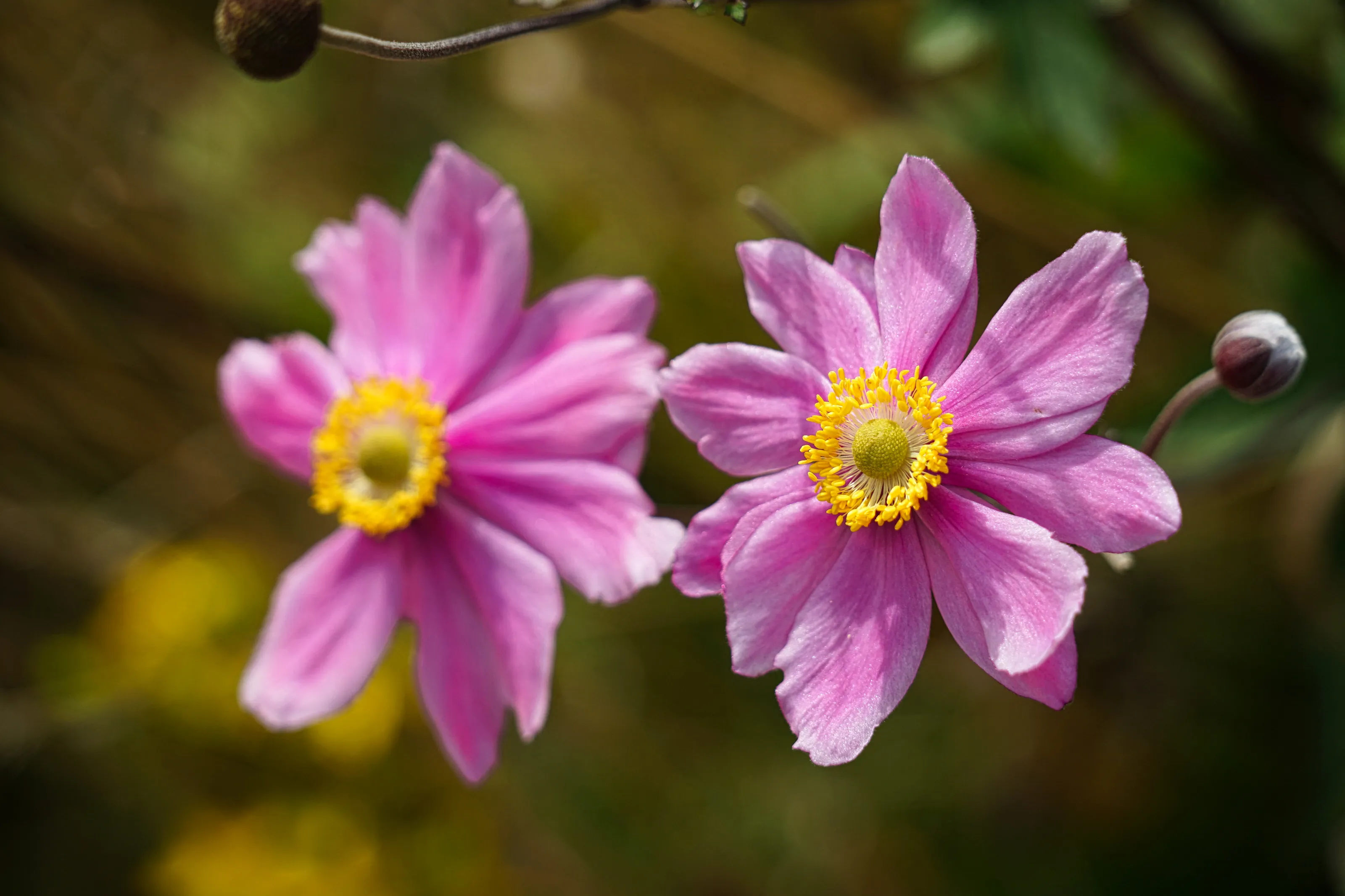 Anemone Pink Party Dress