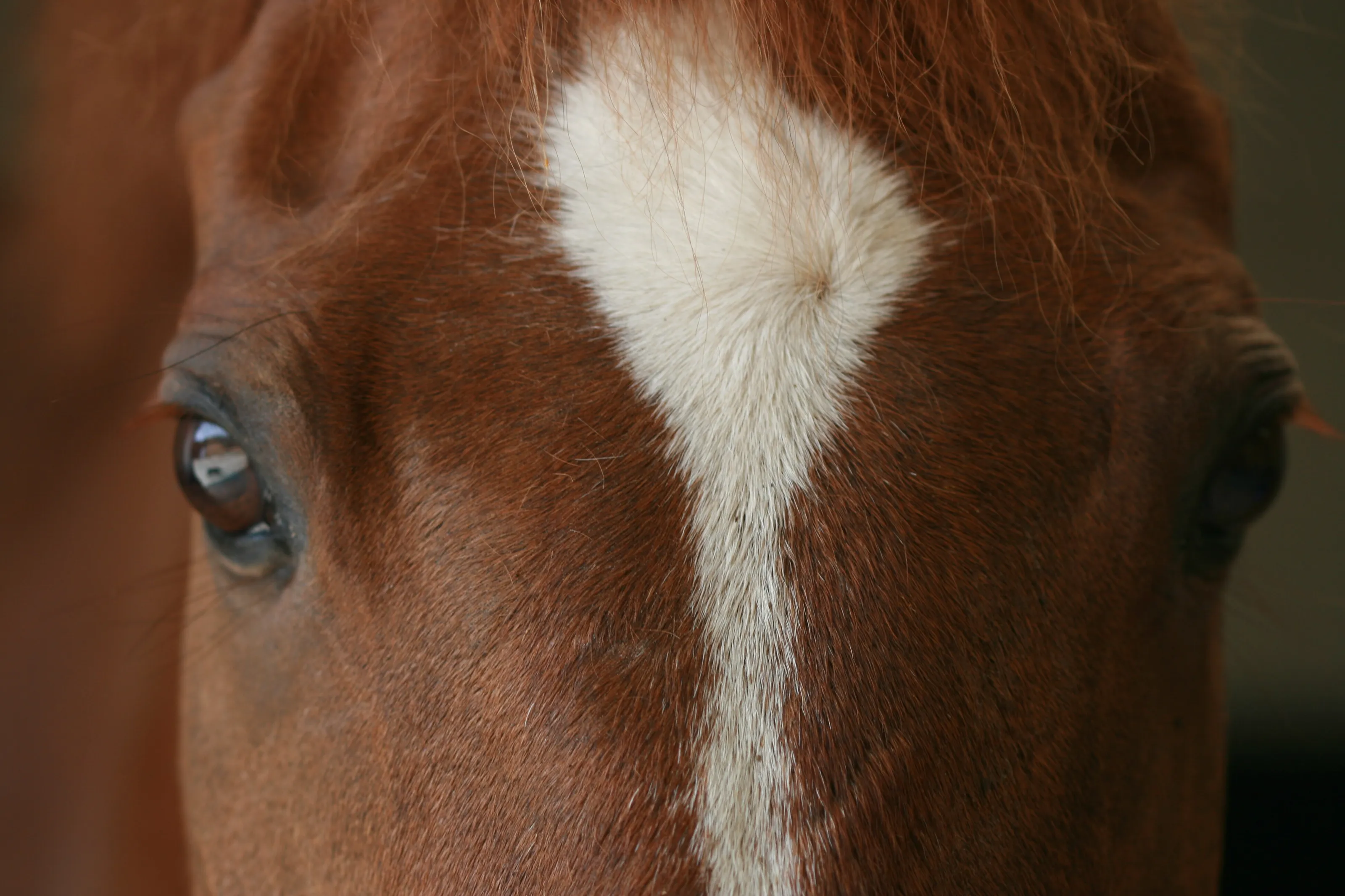 Horses eyes