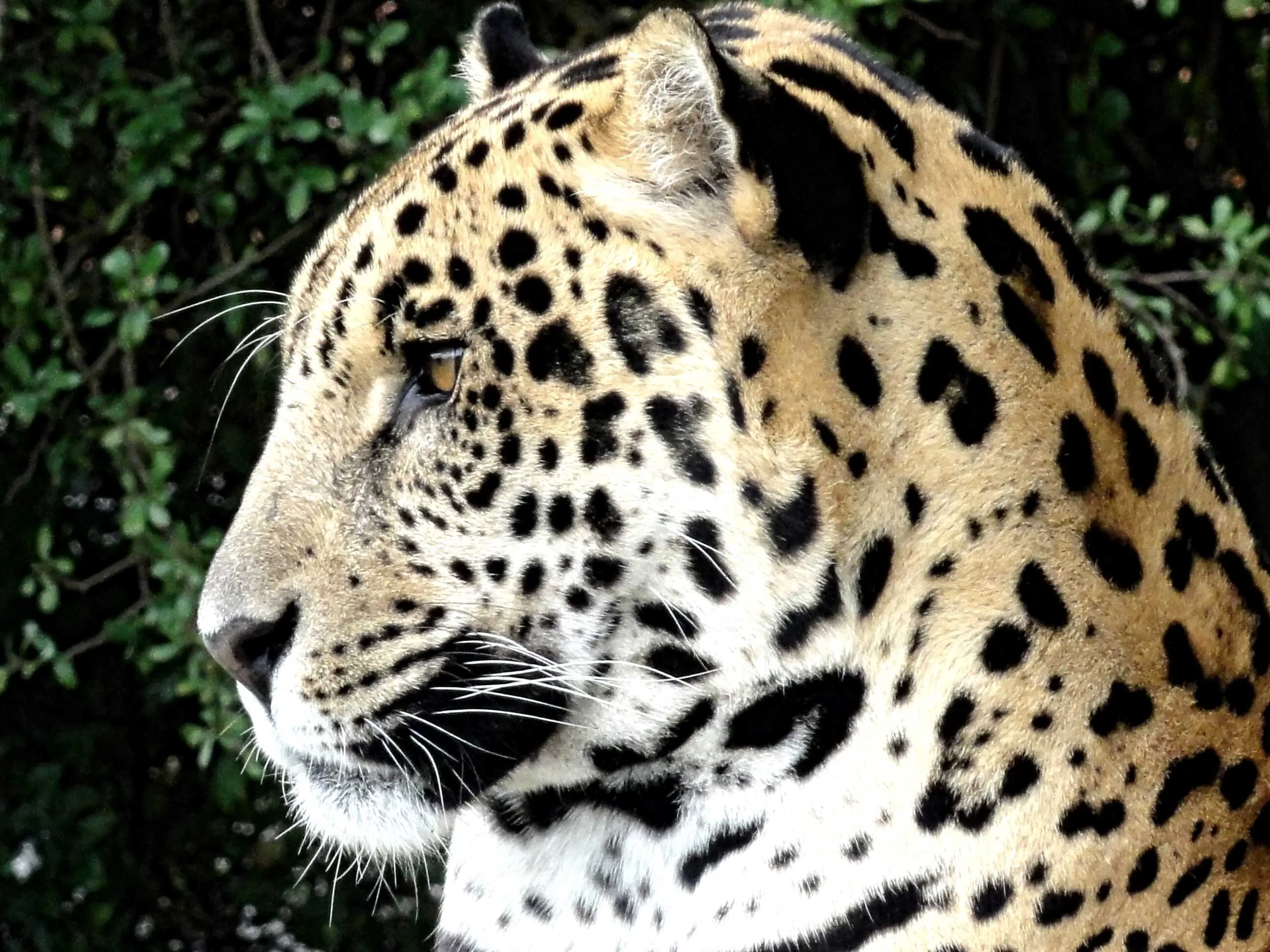 Jaguar