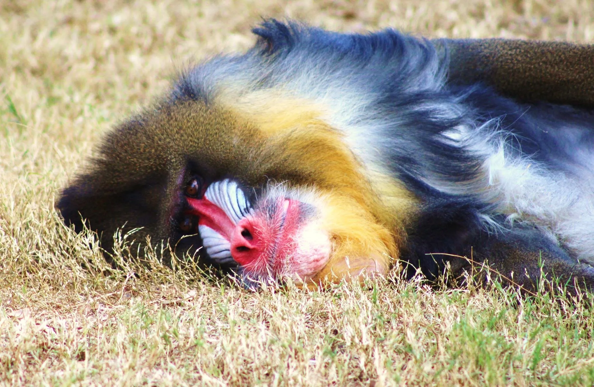 Mandrill