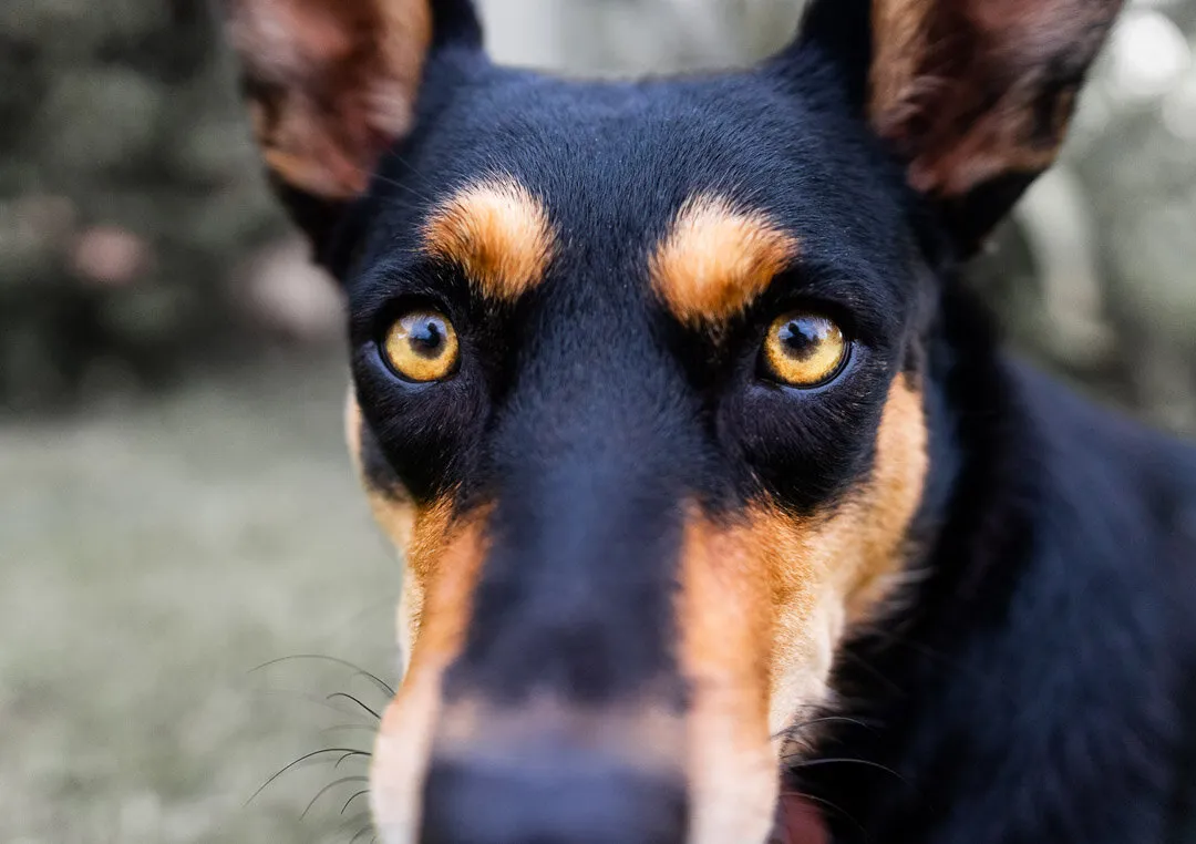Kelpie's eyes
