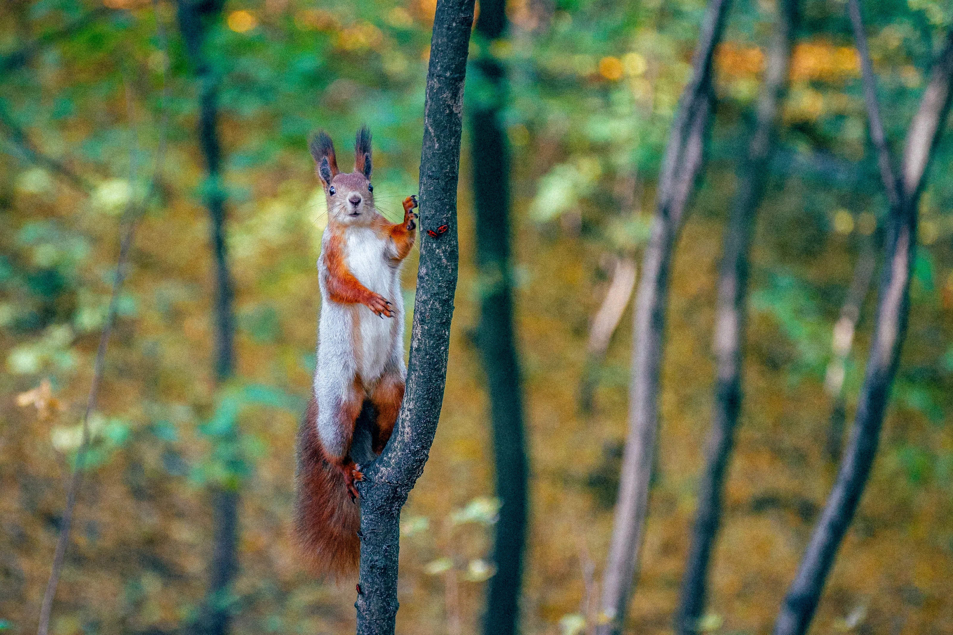 Squirrel in the woods