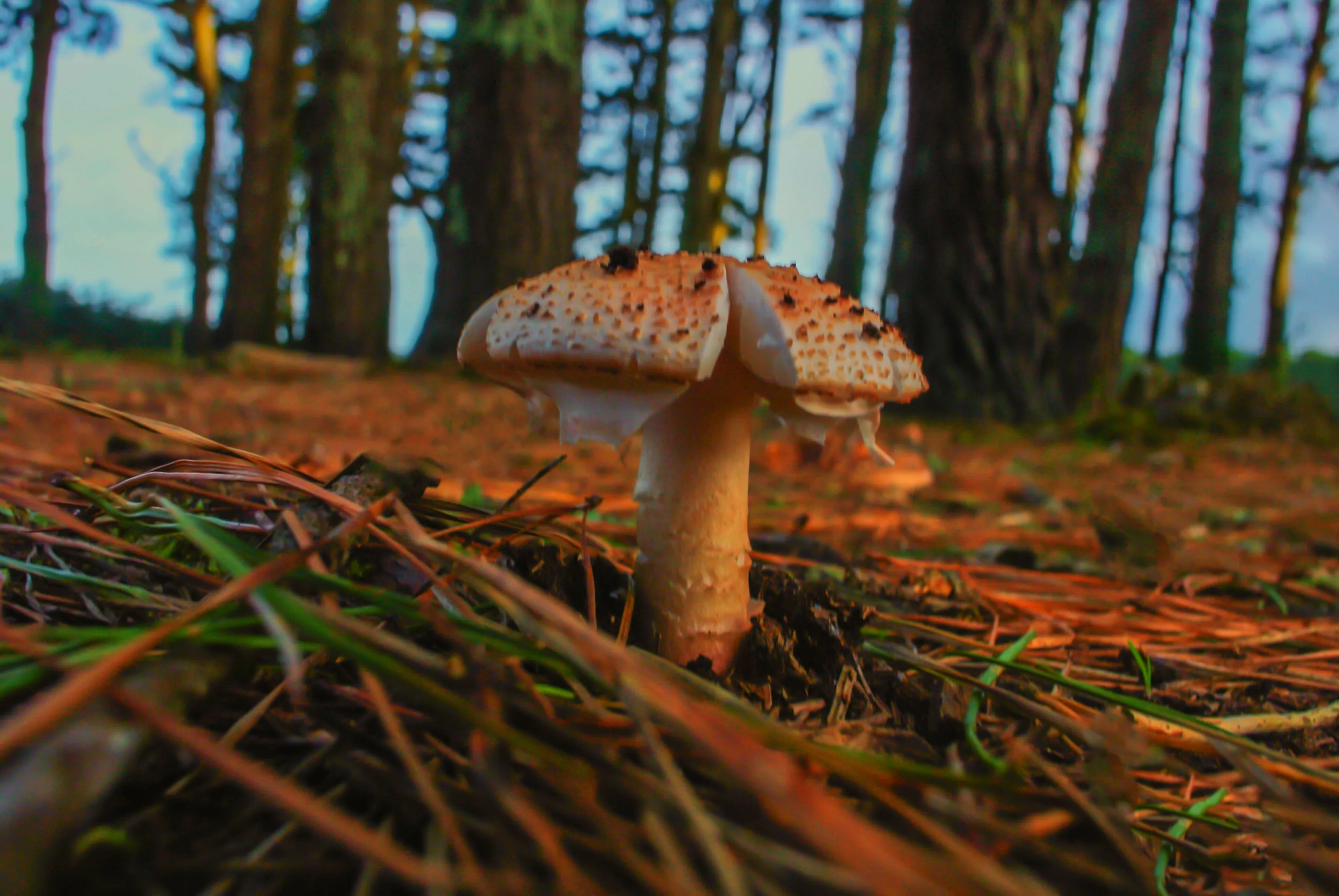 a small slice
