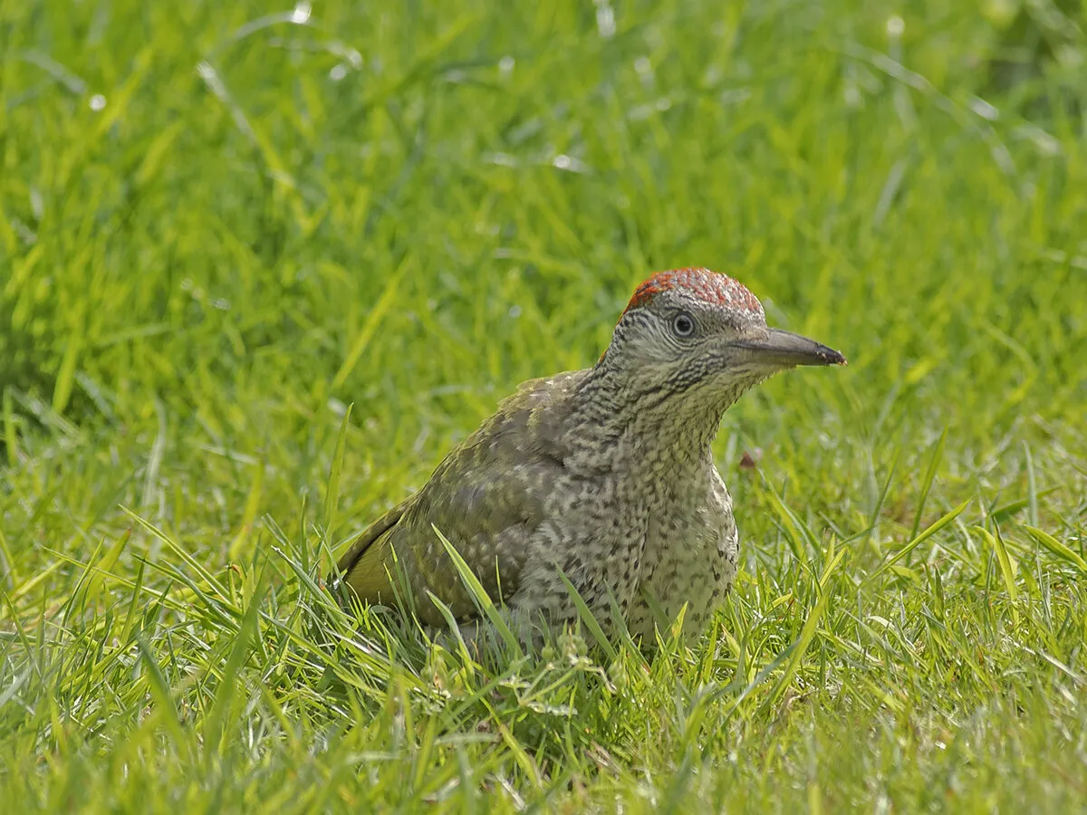 Green Woodpecker (Juvenile)