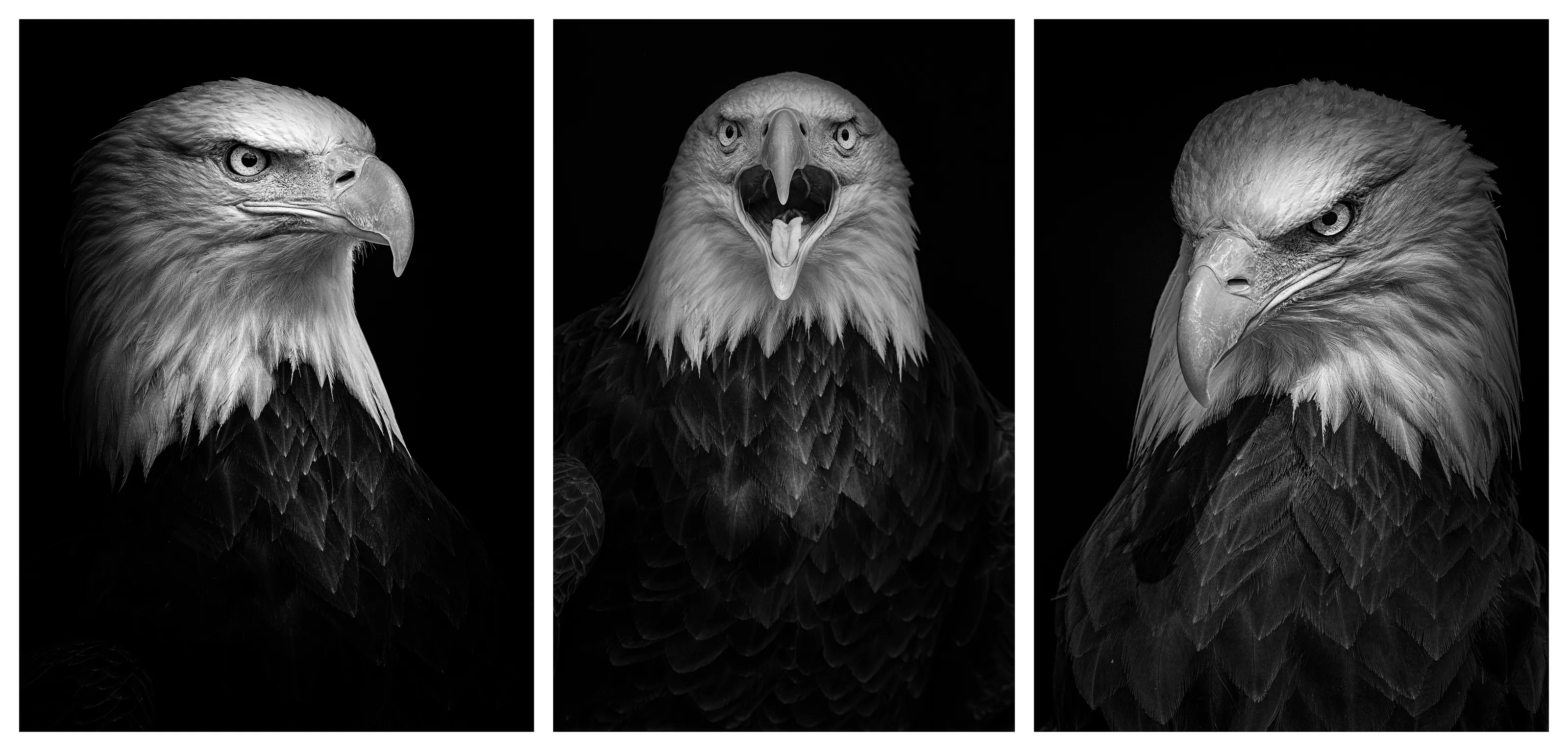 eagle triptych