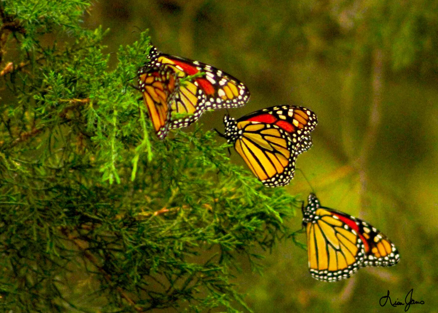 Monarchs & Pines