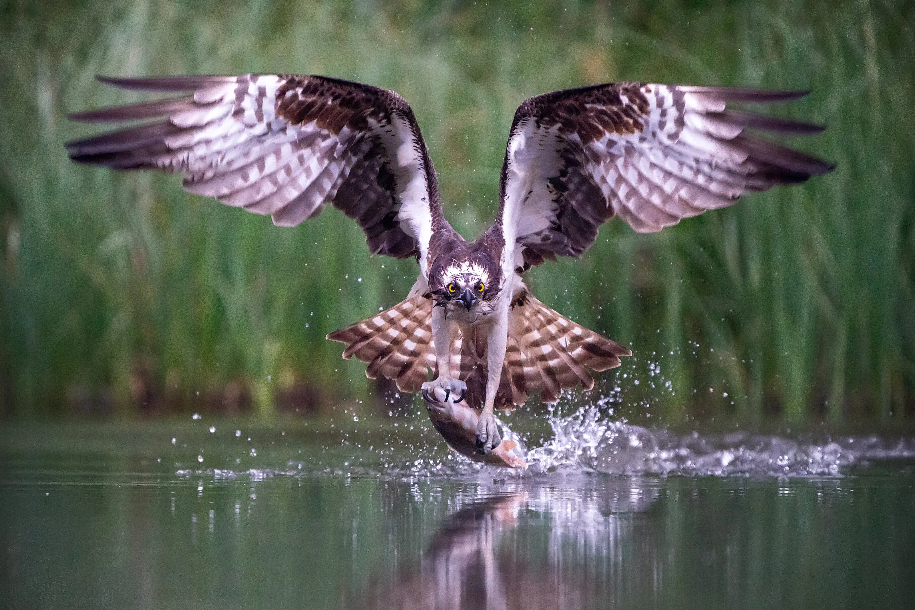 Pandion Haliaetus