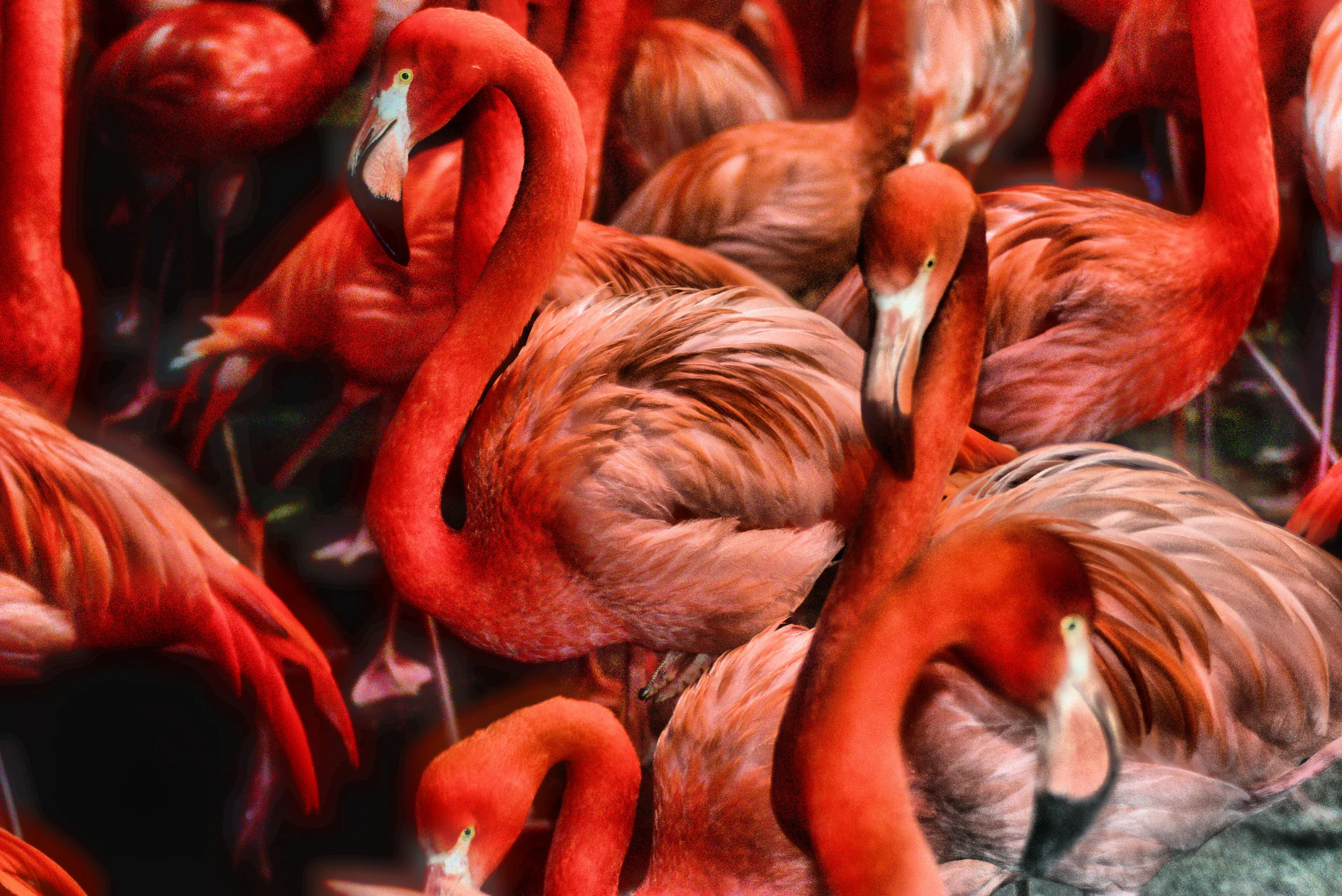 Flamingos