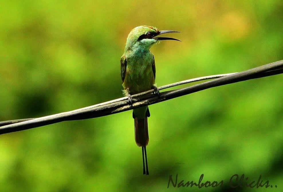 Green Bee-eater