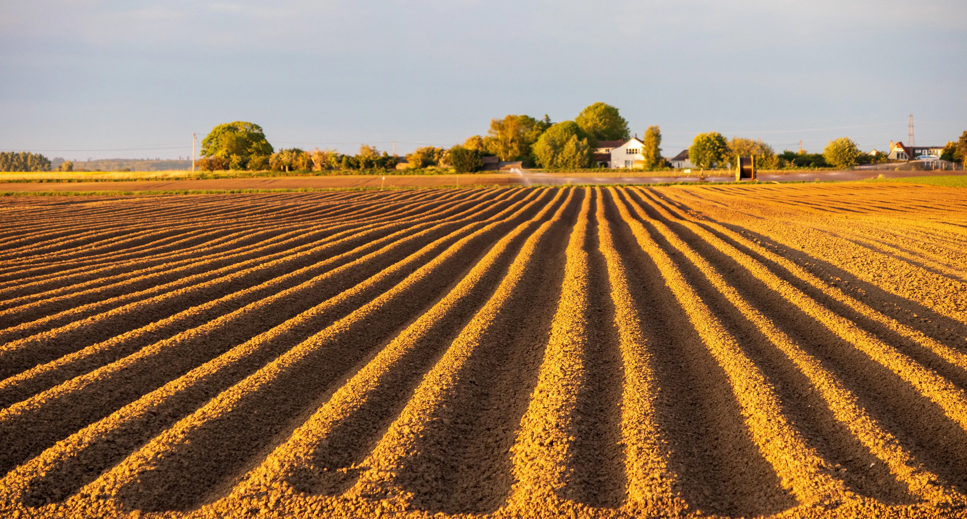 Sunlit furrows