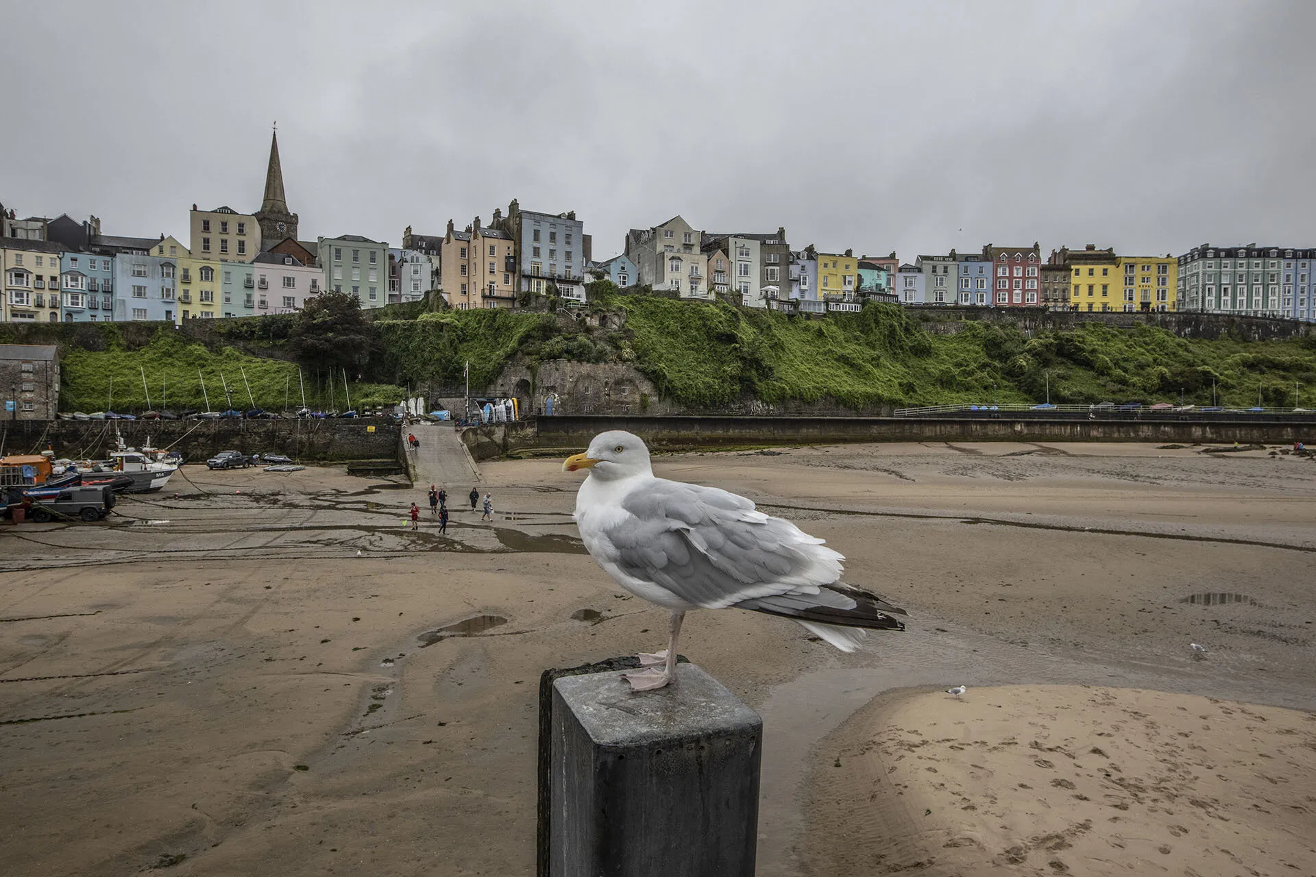 Hungry Seagull