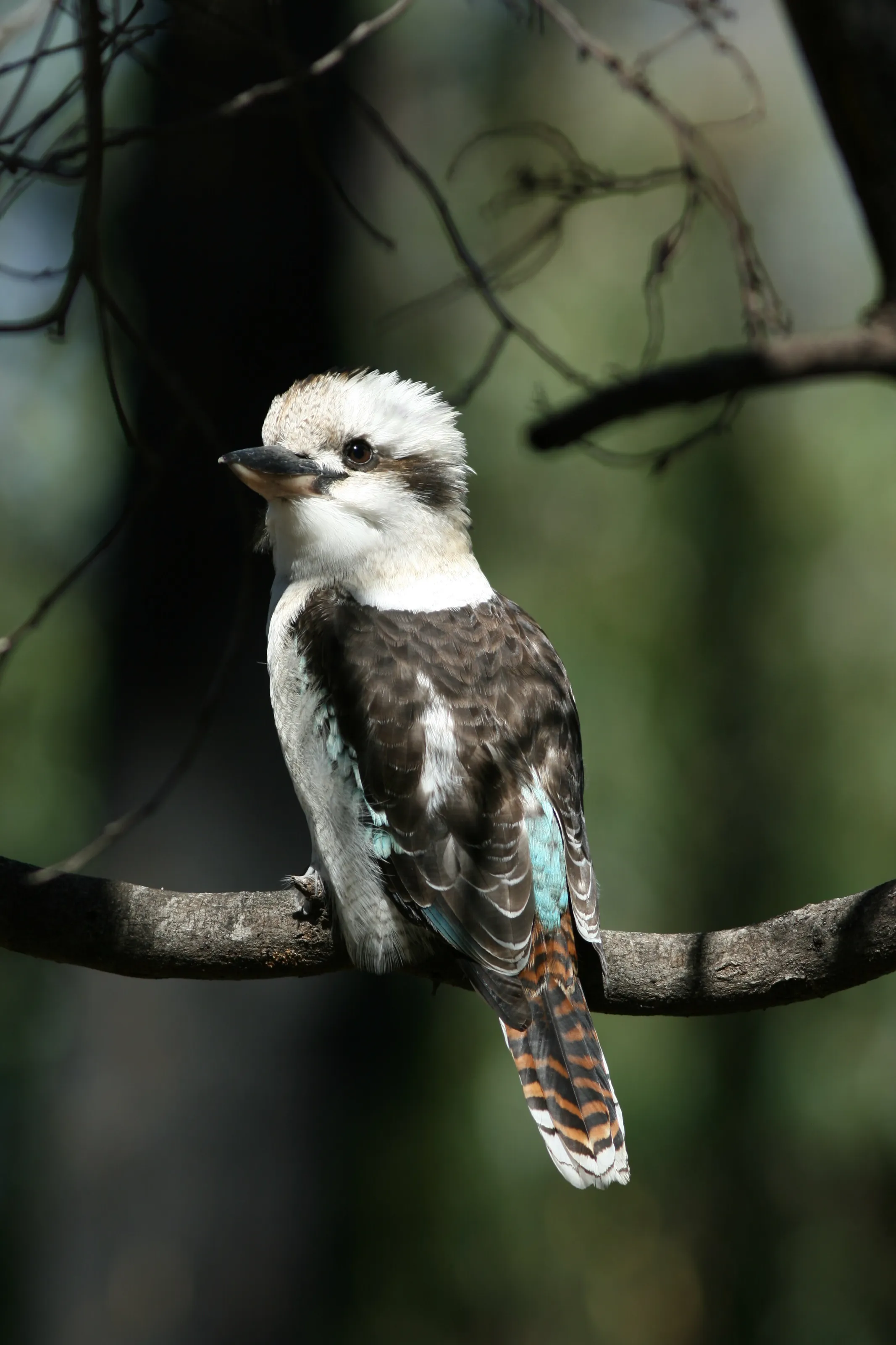 Banner image