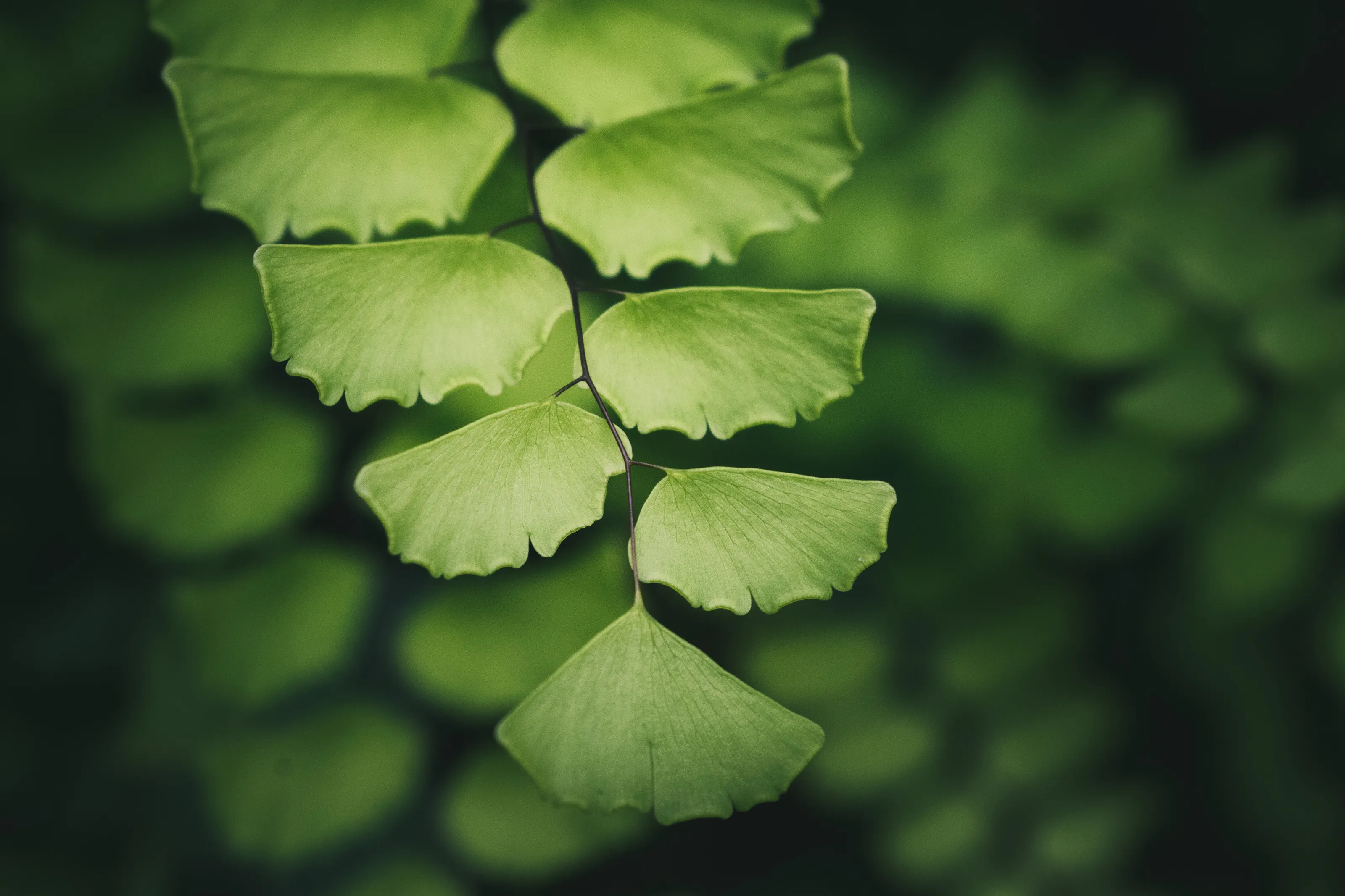 Black maidenhair fern