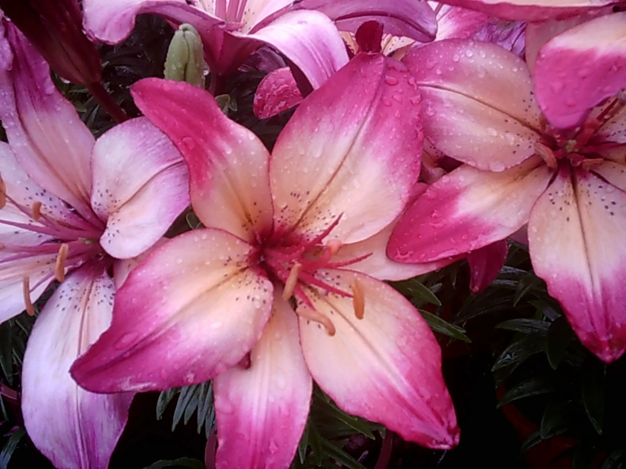 Lilies