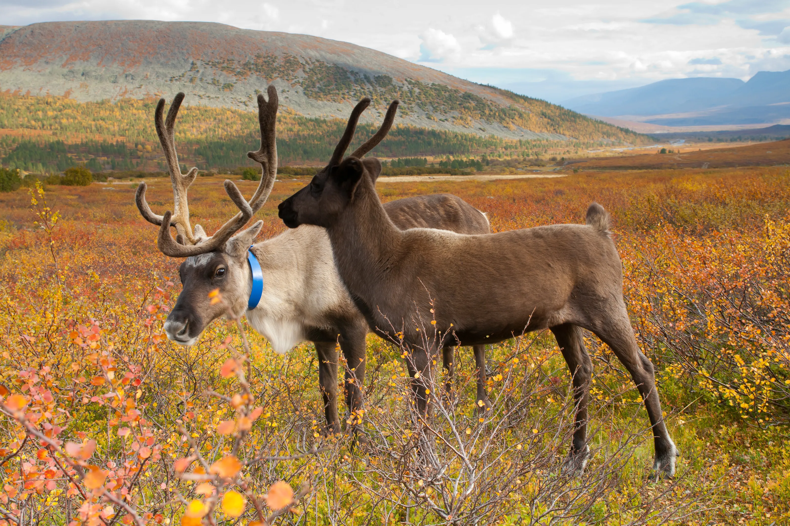 Reindeers. Polar Ural.
