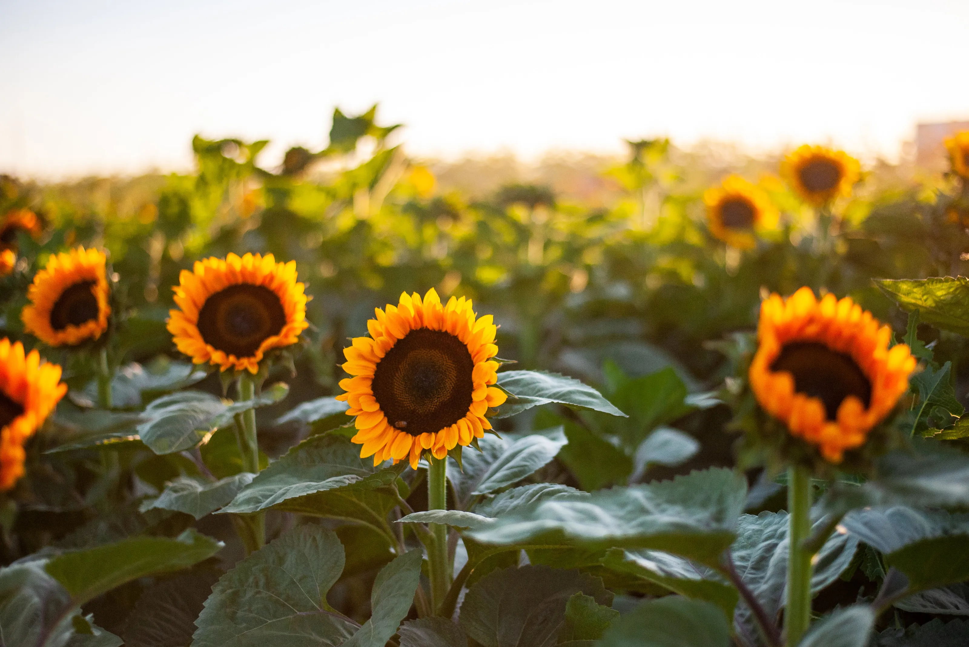 Sunflower
