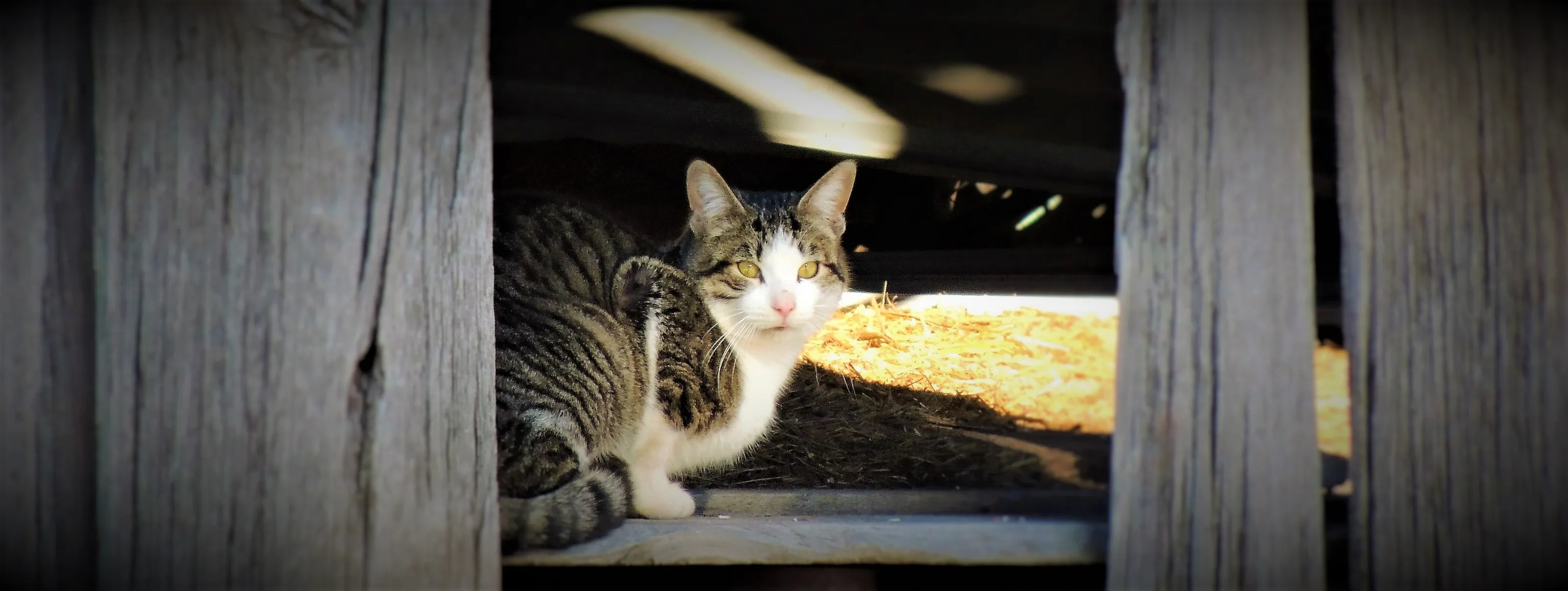 Barn sentry