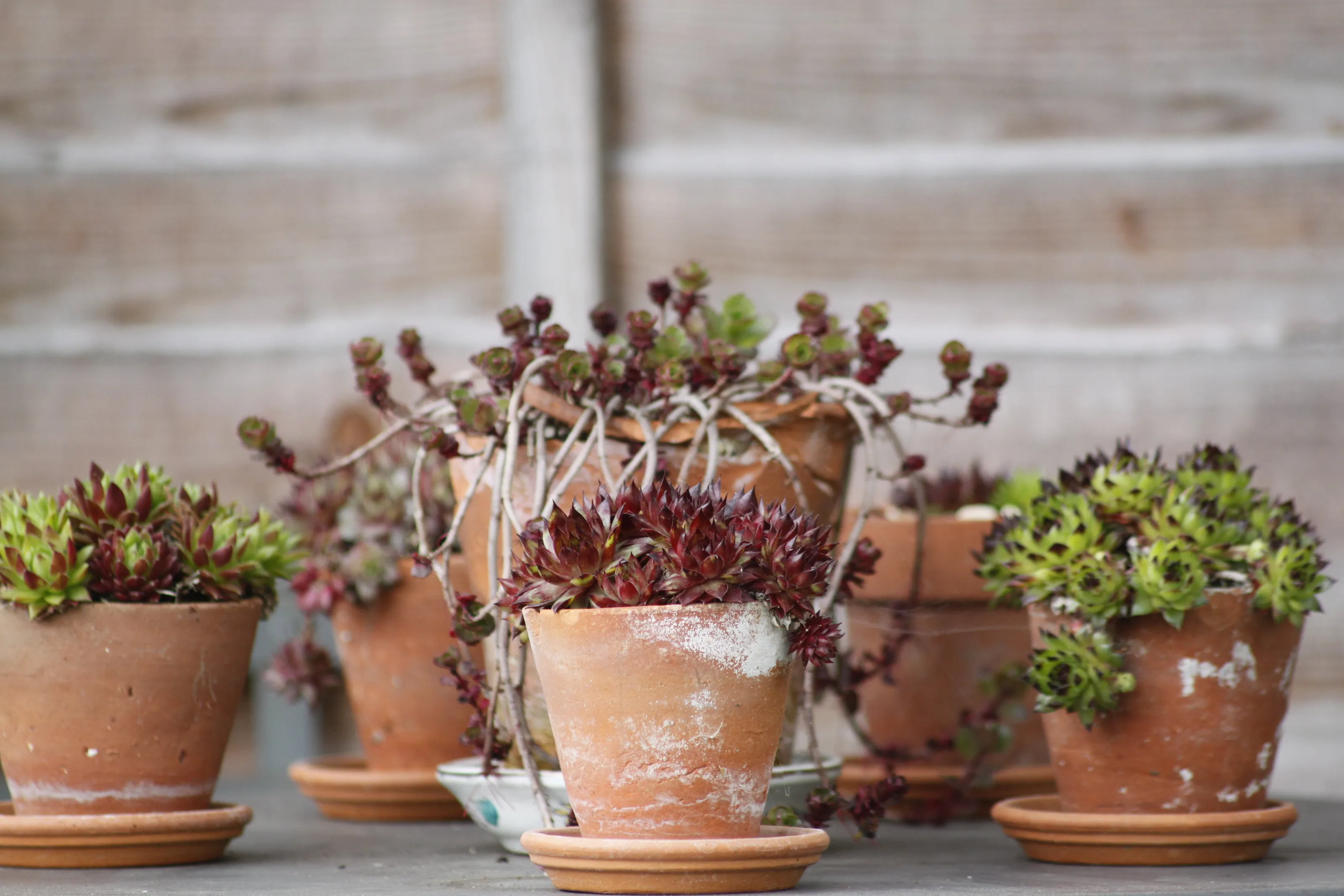 Succulent