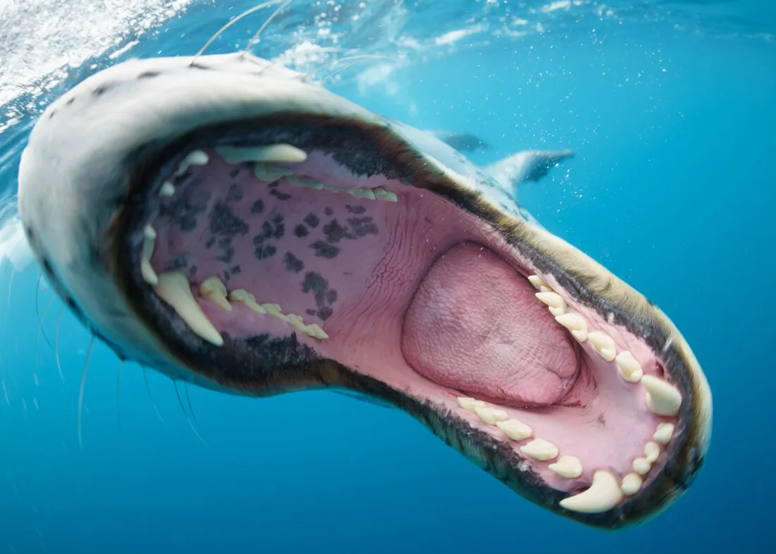 Leopard Seal