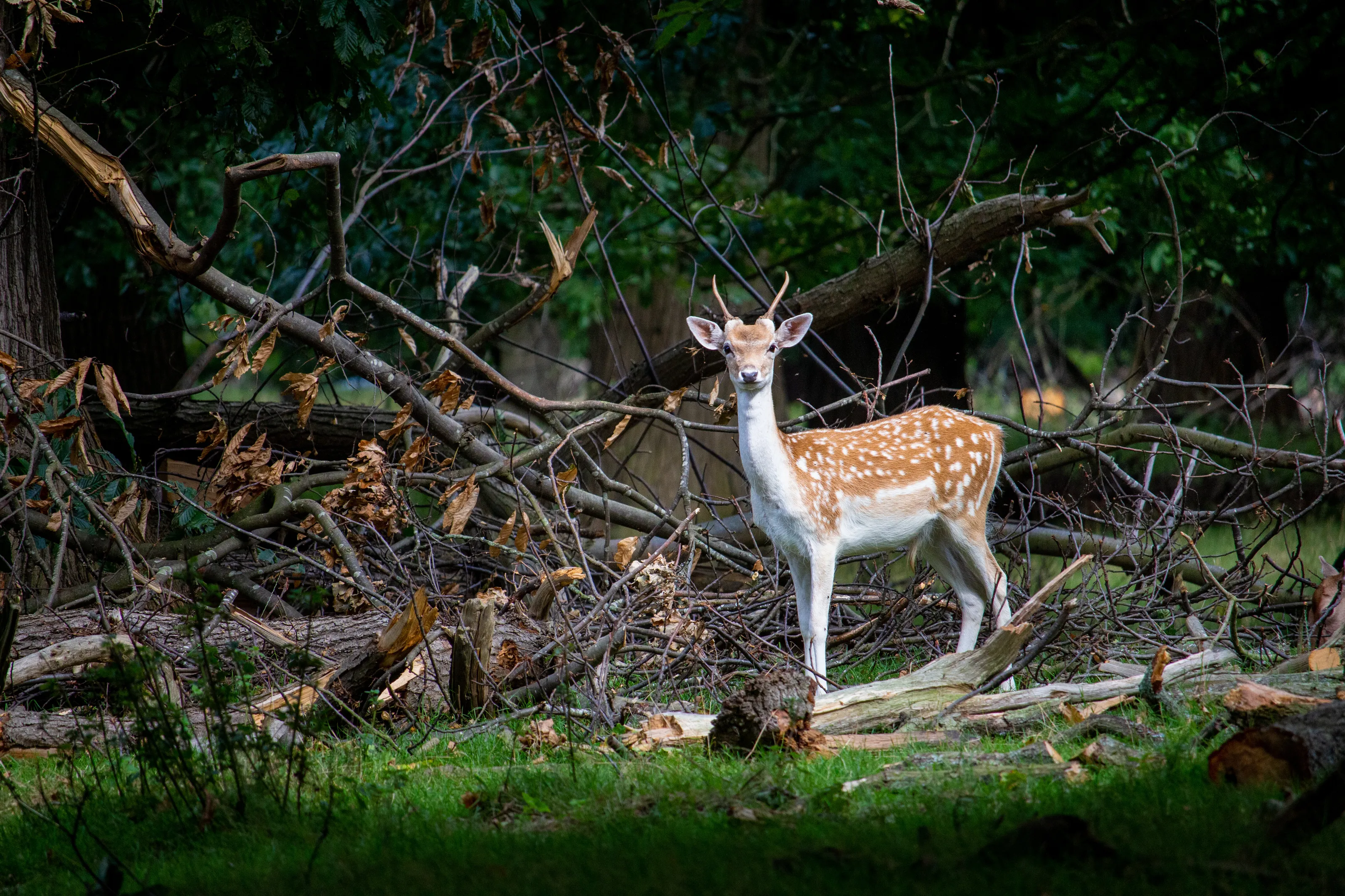 Young Stag