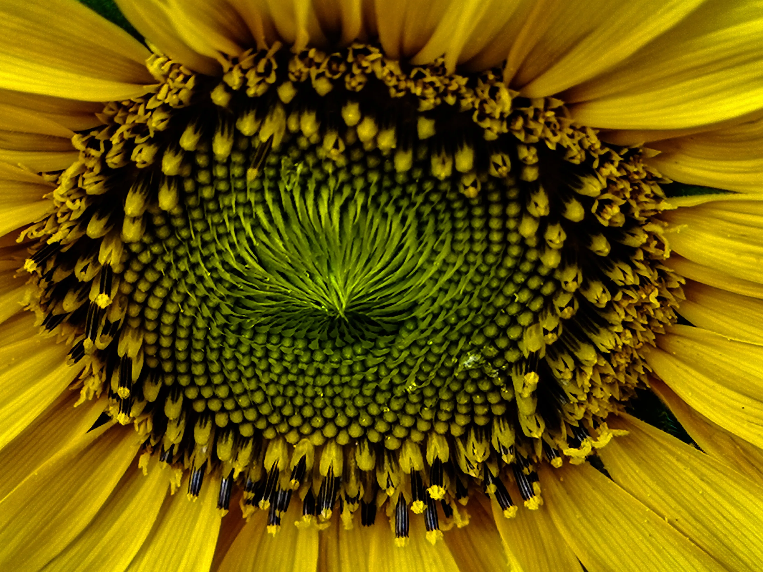 Sunflower