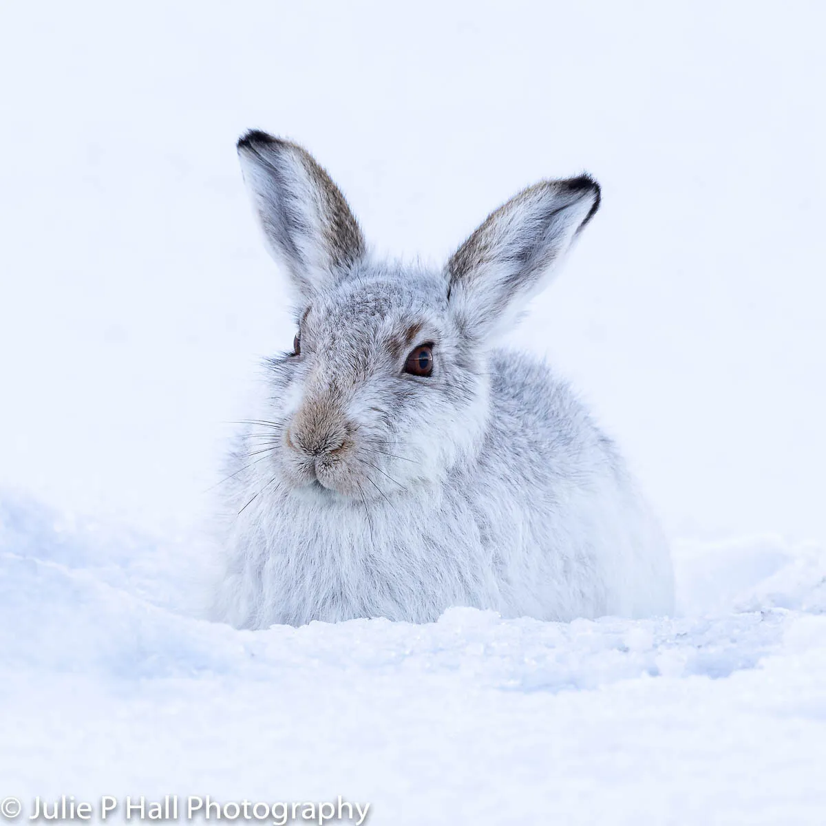 Mountain Hare in snow