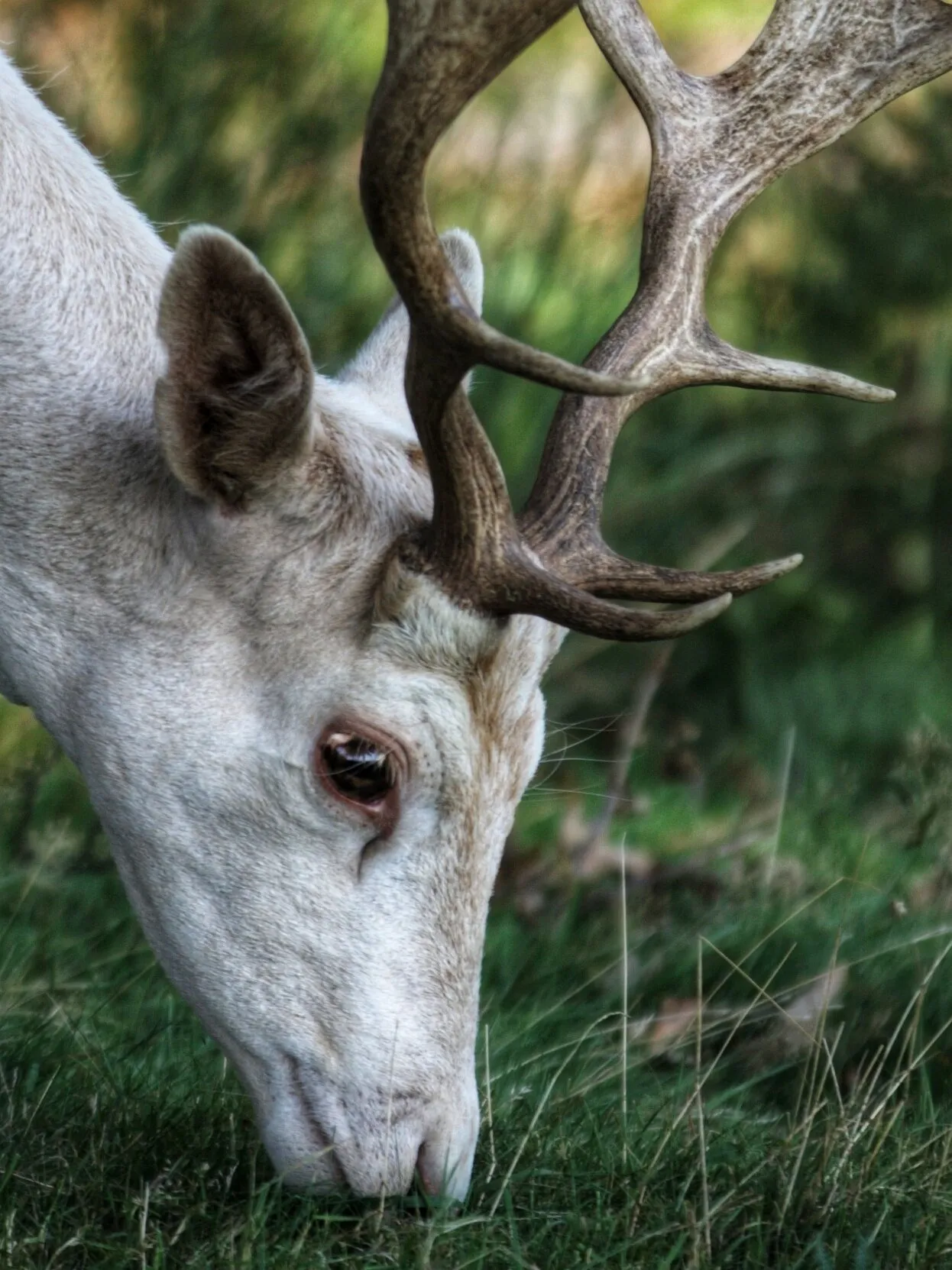 Deer side profile