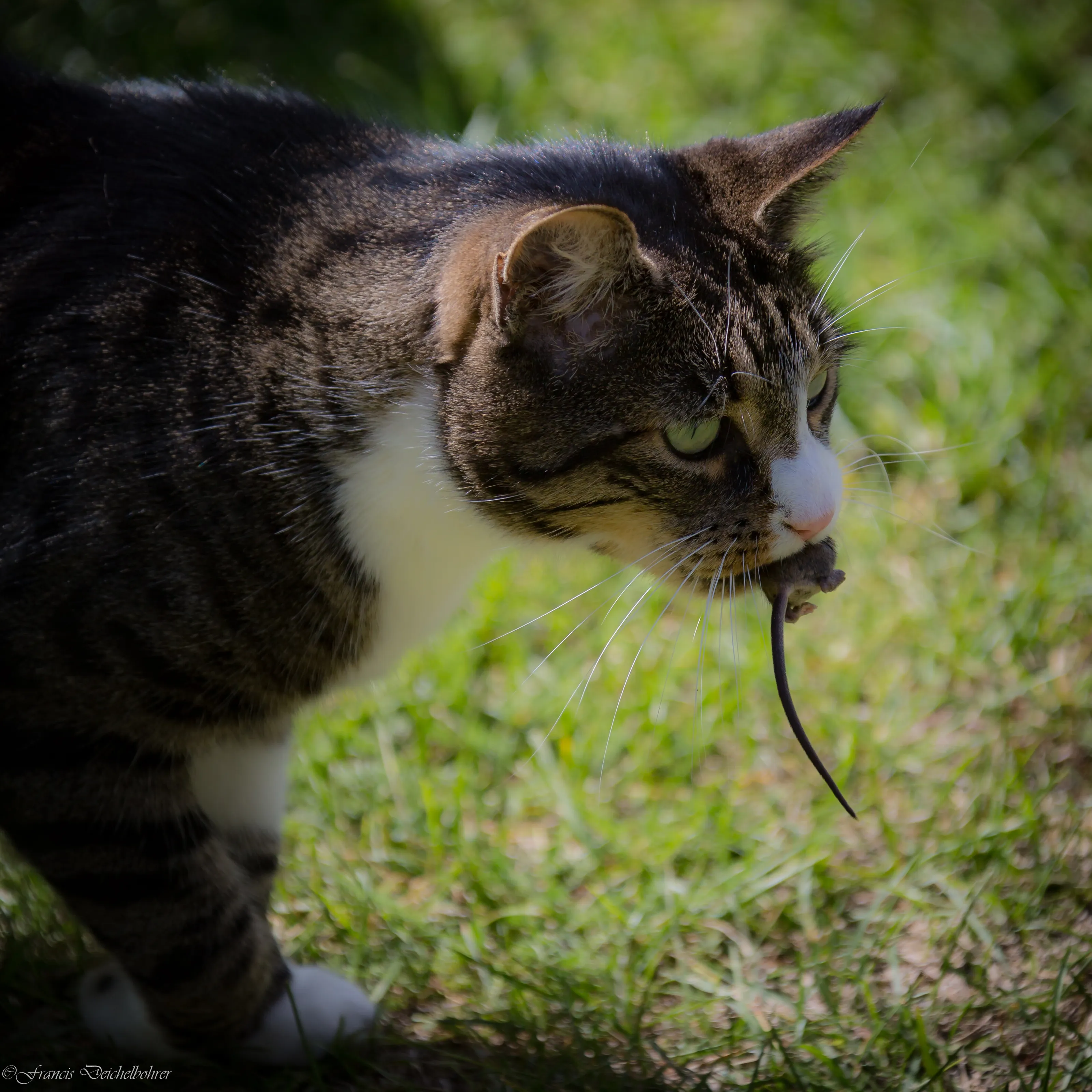 Léo en chasse