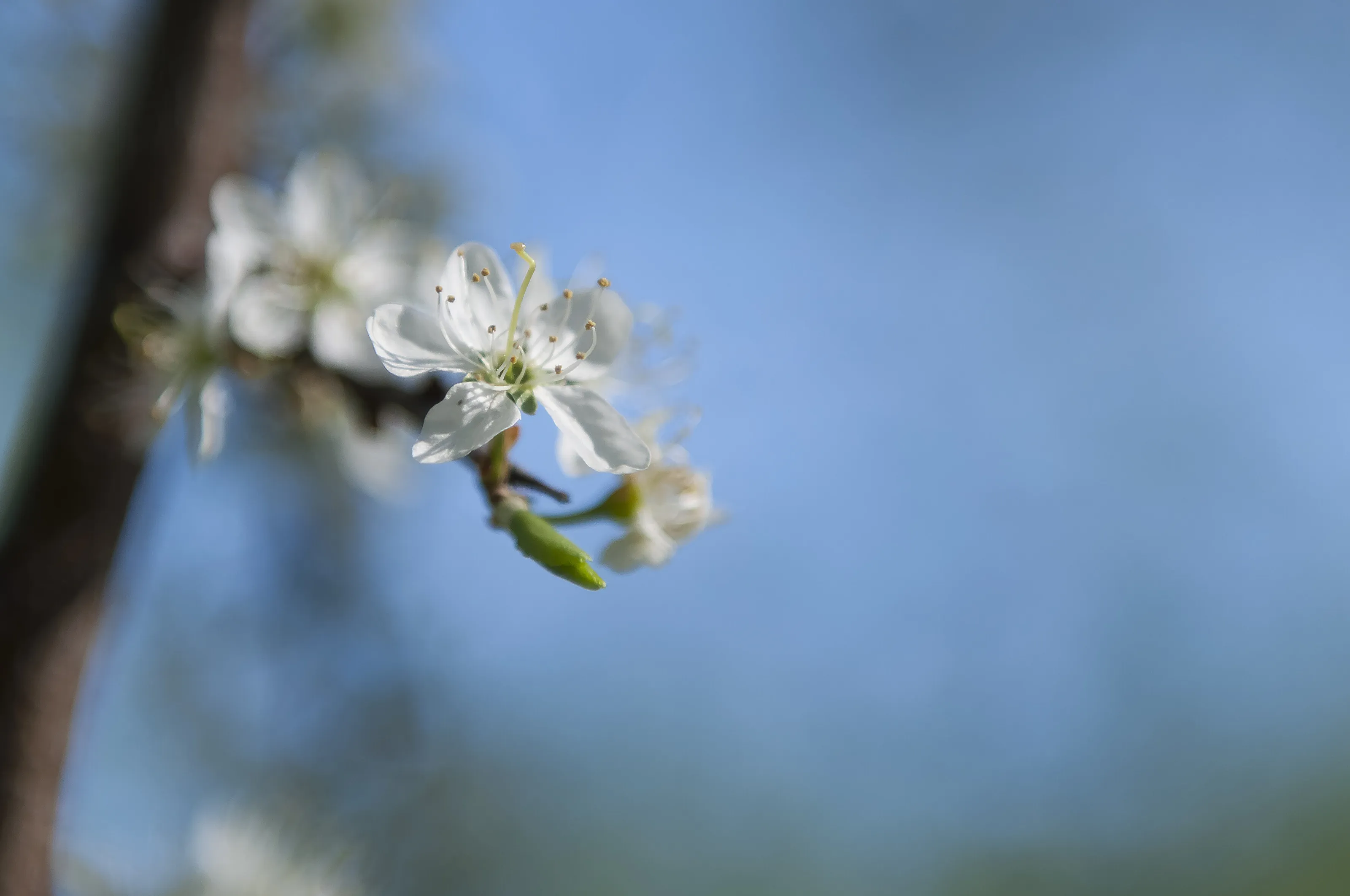 Flower 3