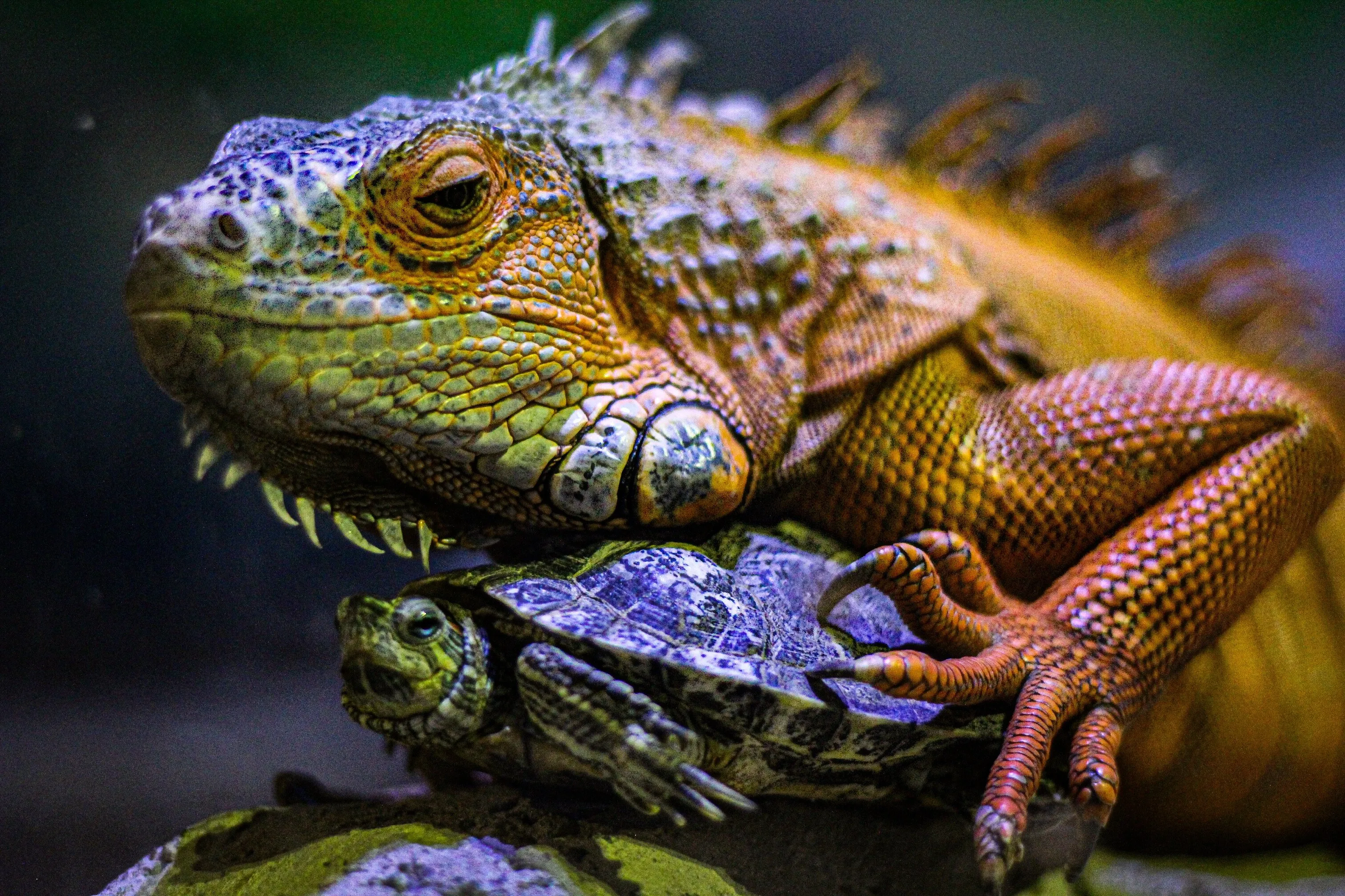 Animal photography