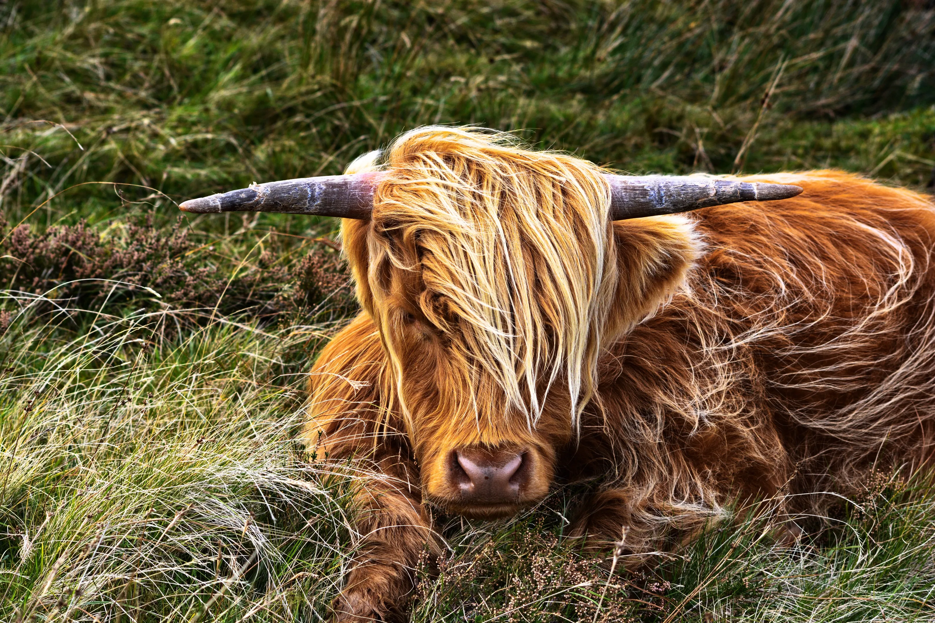 Highland Cow