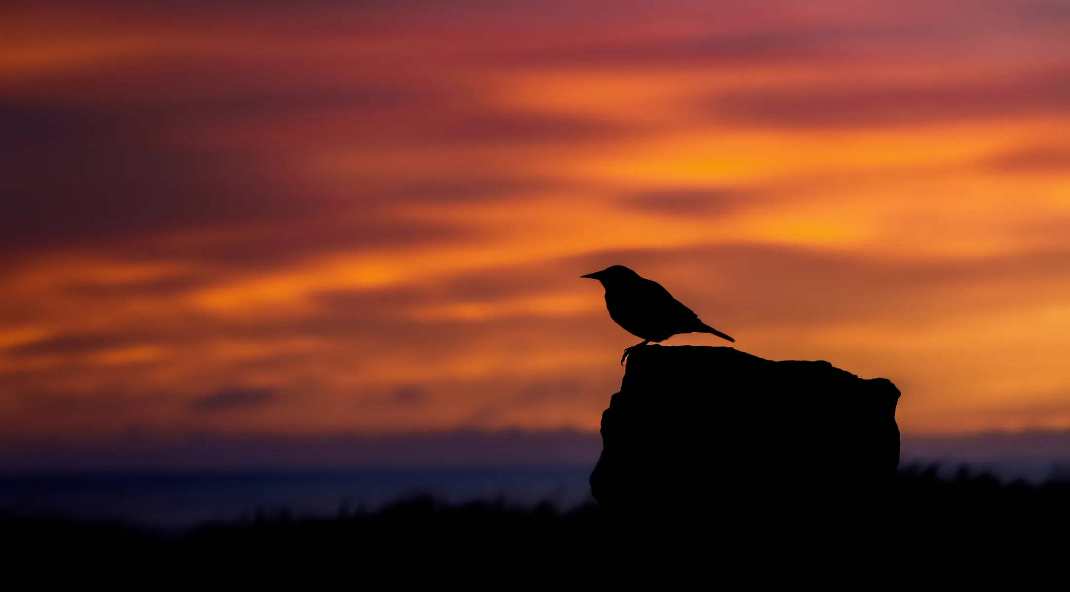 Entry 13042486
