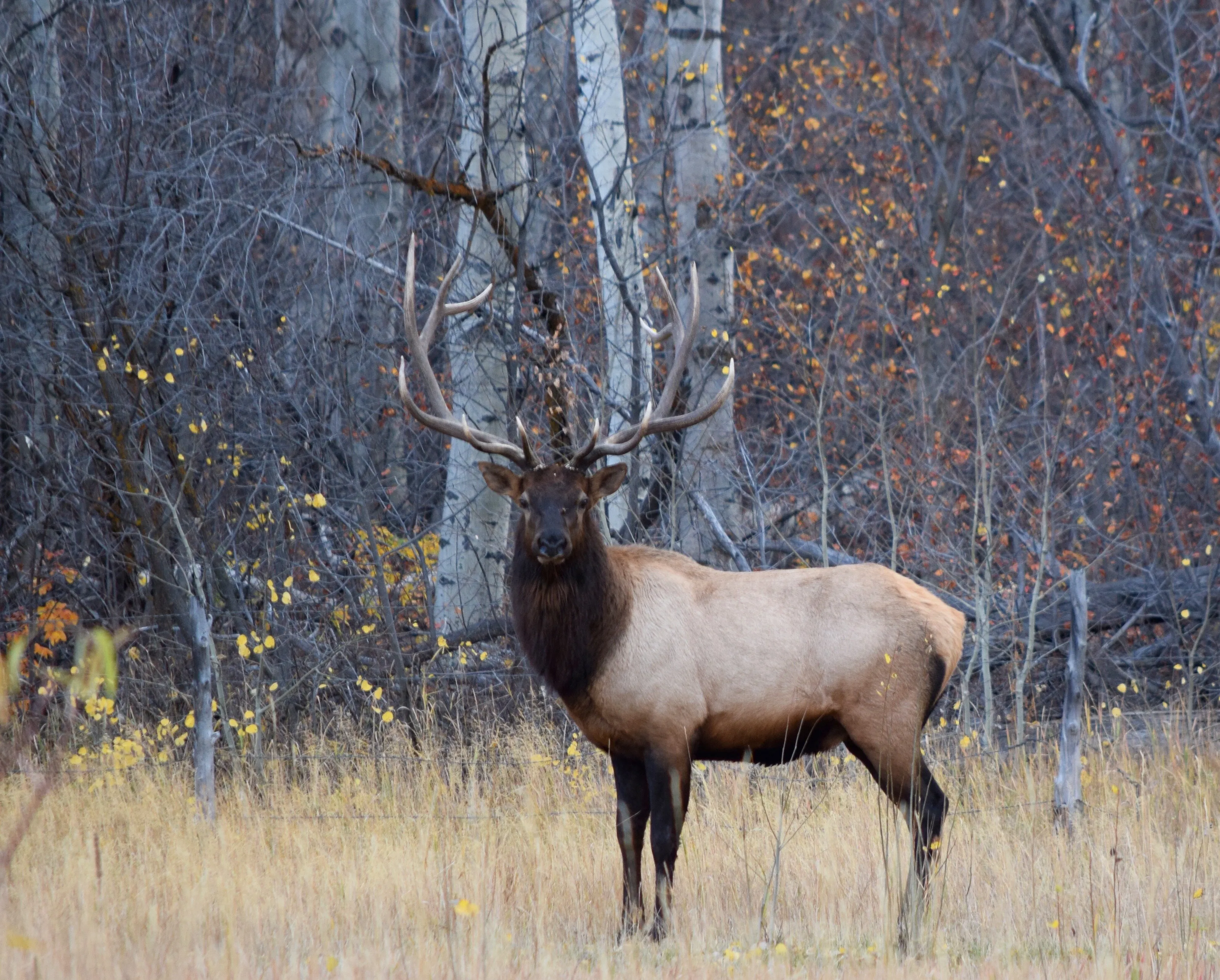 Park City UT Bull Elk in Thaynes Canyon.