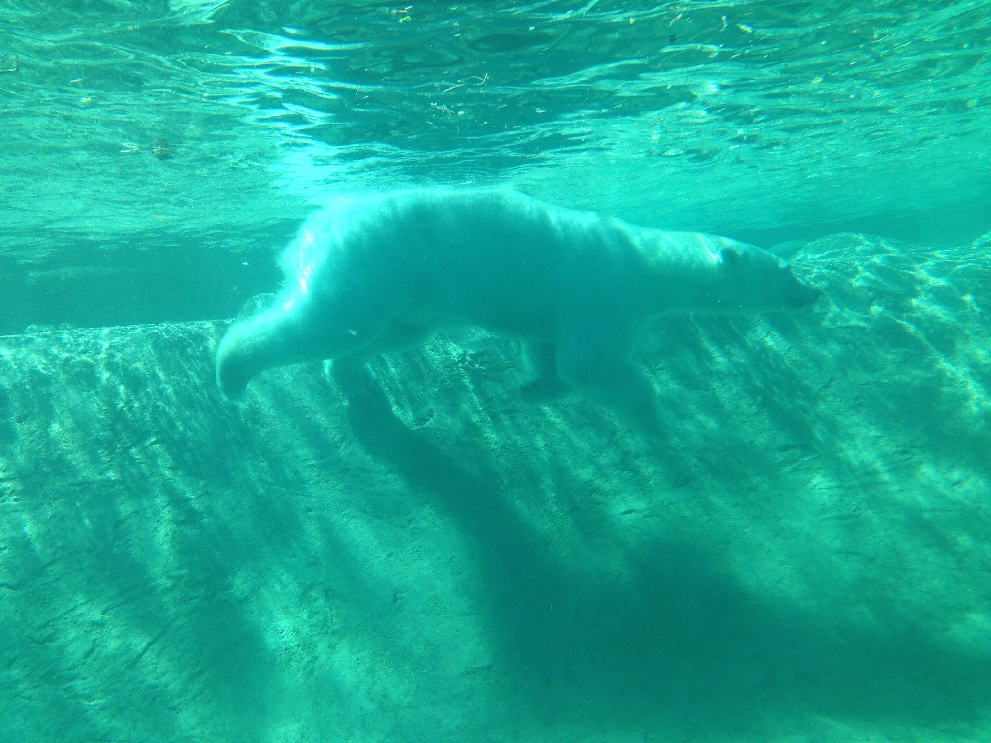 Swimming time