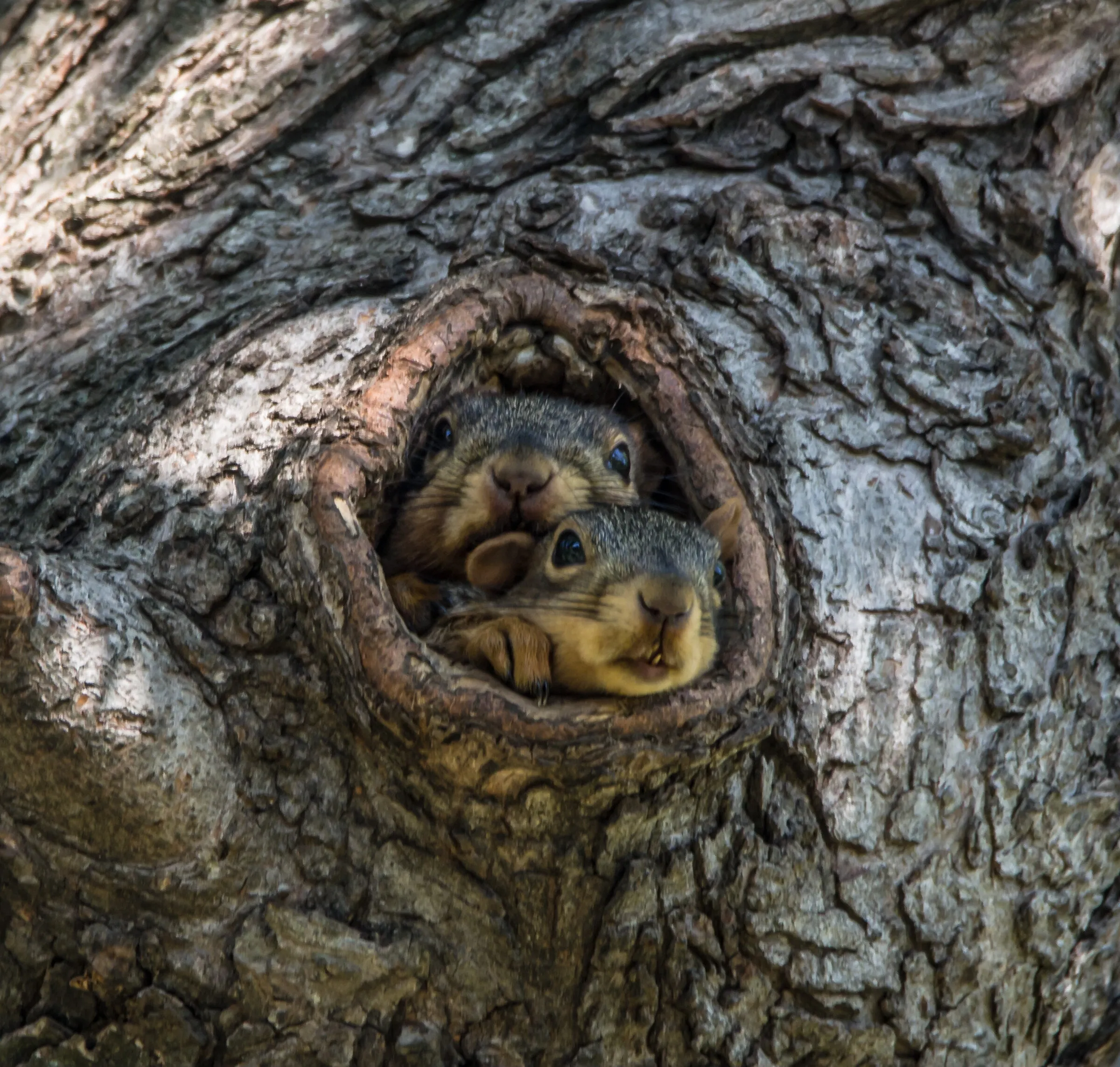 Squirrels in a knot hole