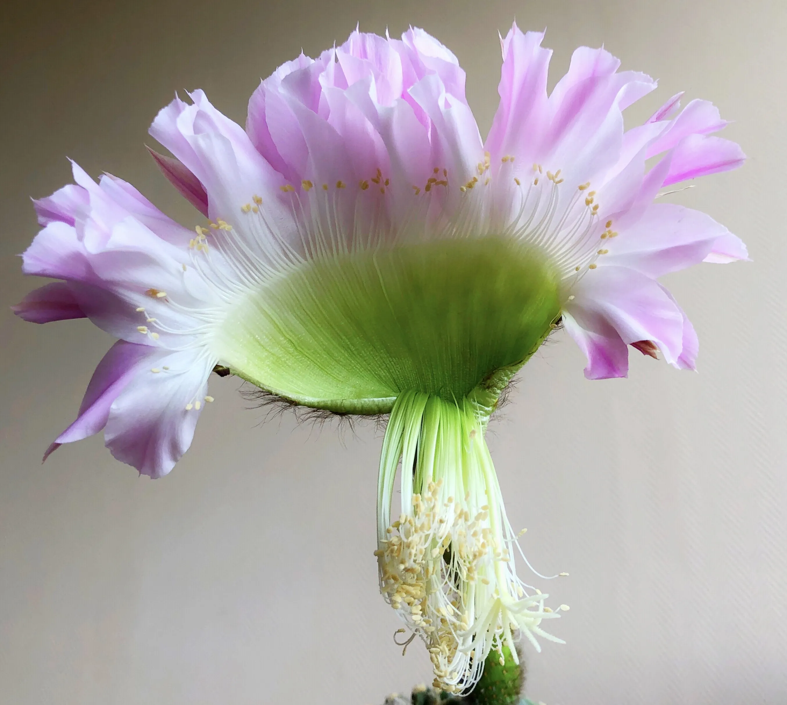 Cactus flower