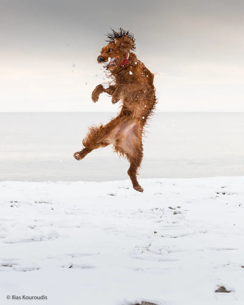 Catch that snowball!
