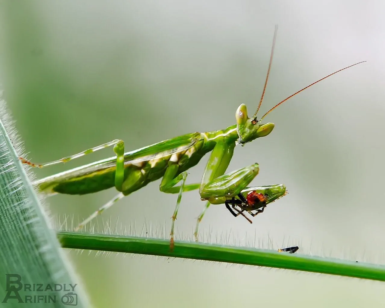 Mantis