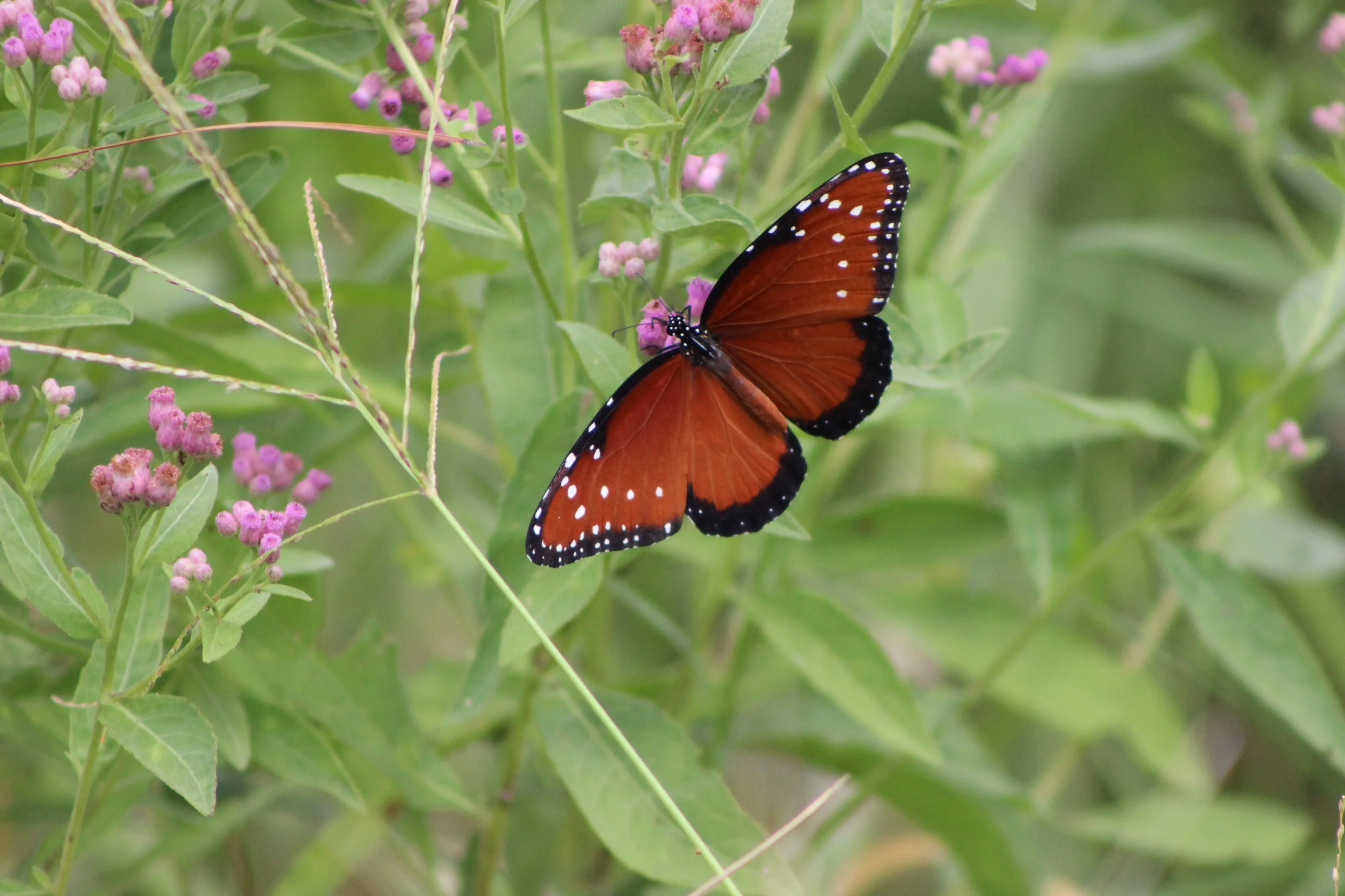 Queen butterfly