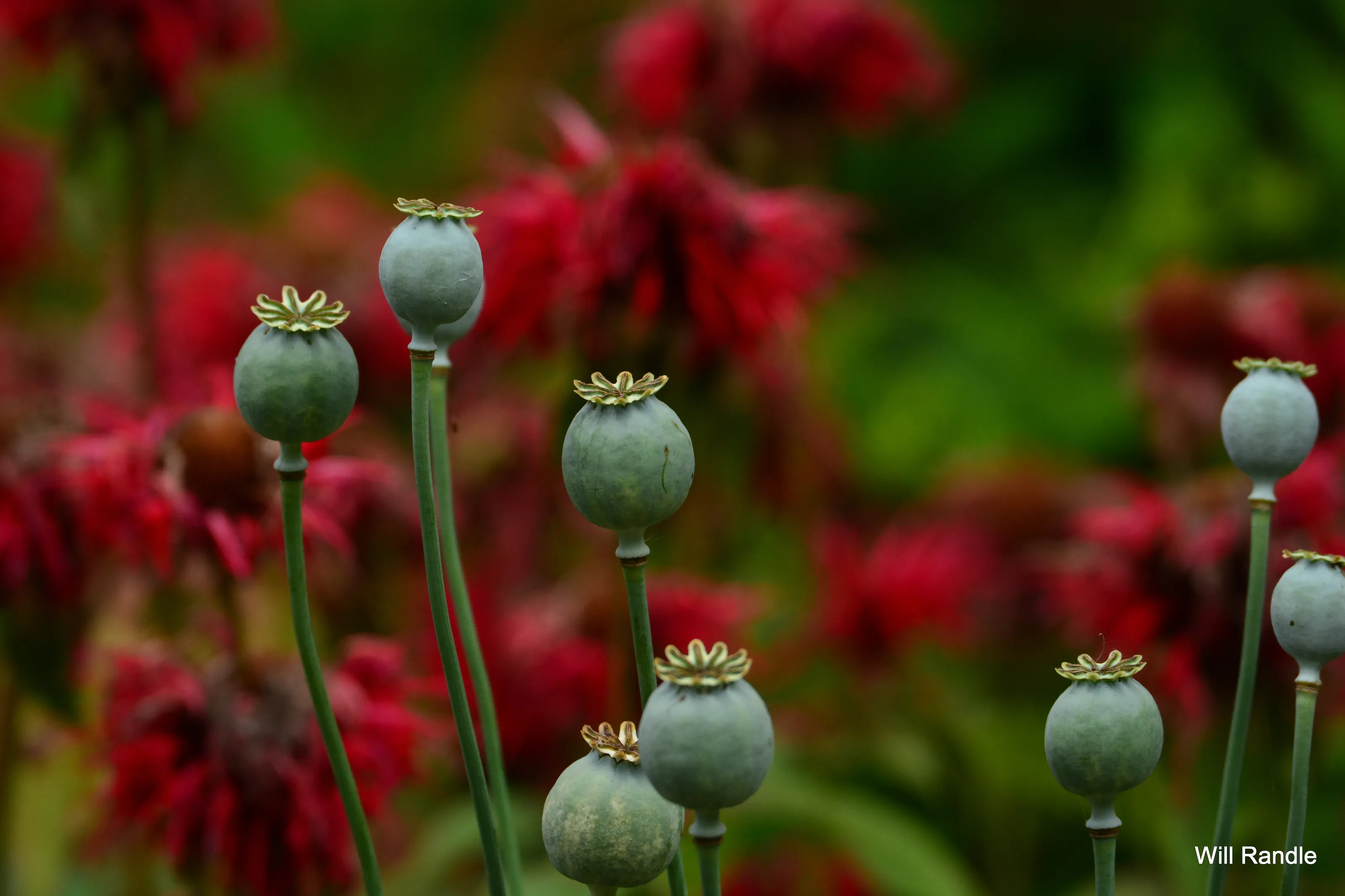gone to seed
